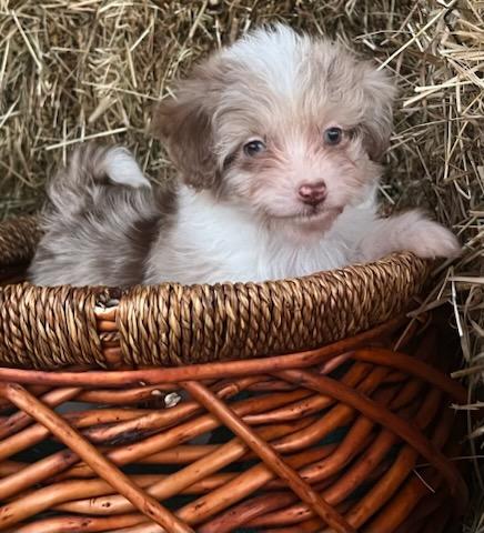 Enlarge MACCHIATO, a Adopted mixed breed in Belmont, NY image 4/4