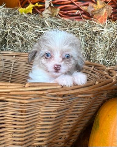 Enlarge MACCHIATO, a Adopted mixed breed in Belmont, NY image 2/4