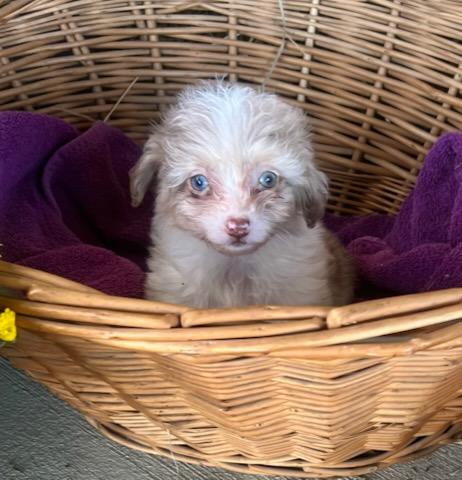 MACCHIATO, Adoptable, Puppy Female Miniature Poodle & Aussiedoodle.