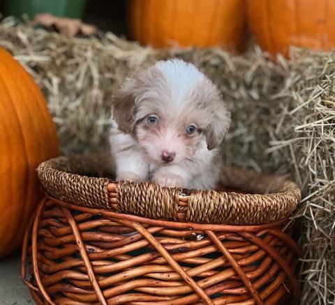 Enlarge MACCHIATO, a Adopted mixed breed in Belmont, NY image 3/4