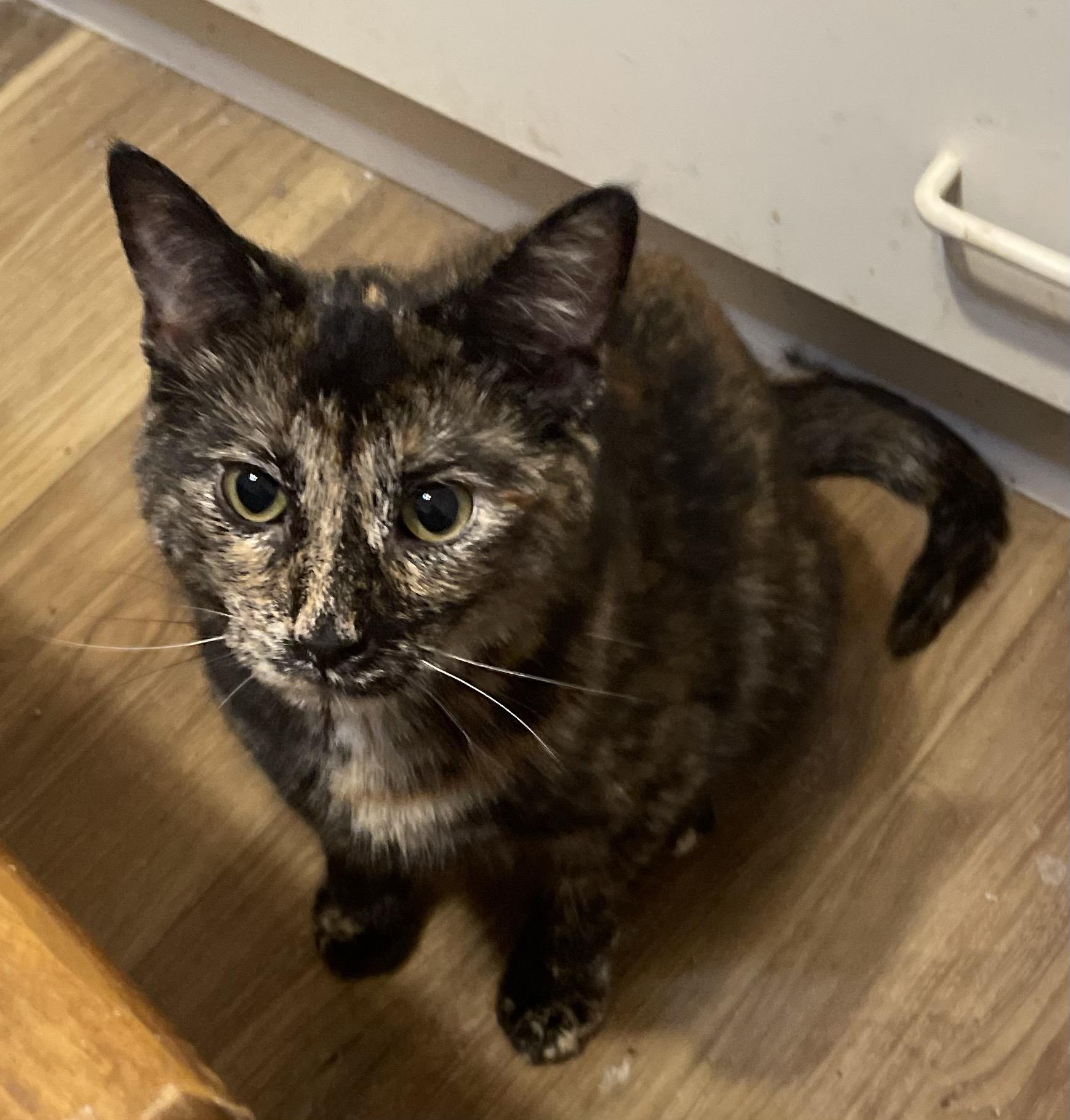 Binxi, Adoptable, Kitten Female Tortoiseshell.