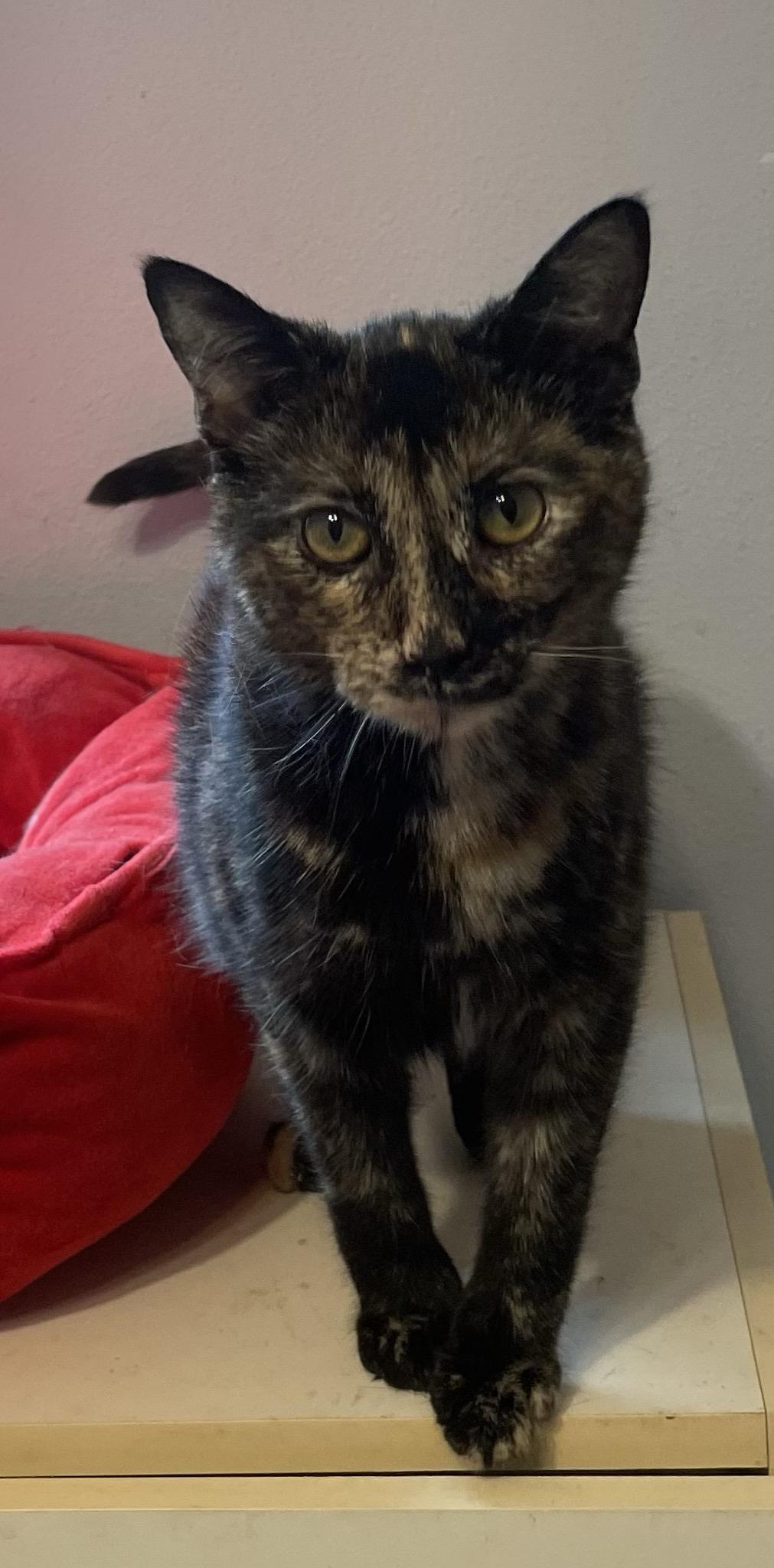 Enlarge Binxi, a Adoptable Tortoiseshell in Menasha, WI image 2/5