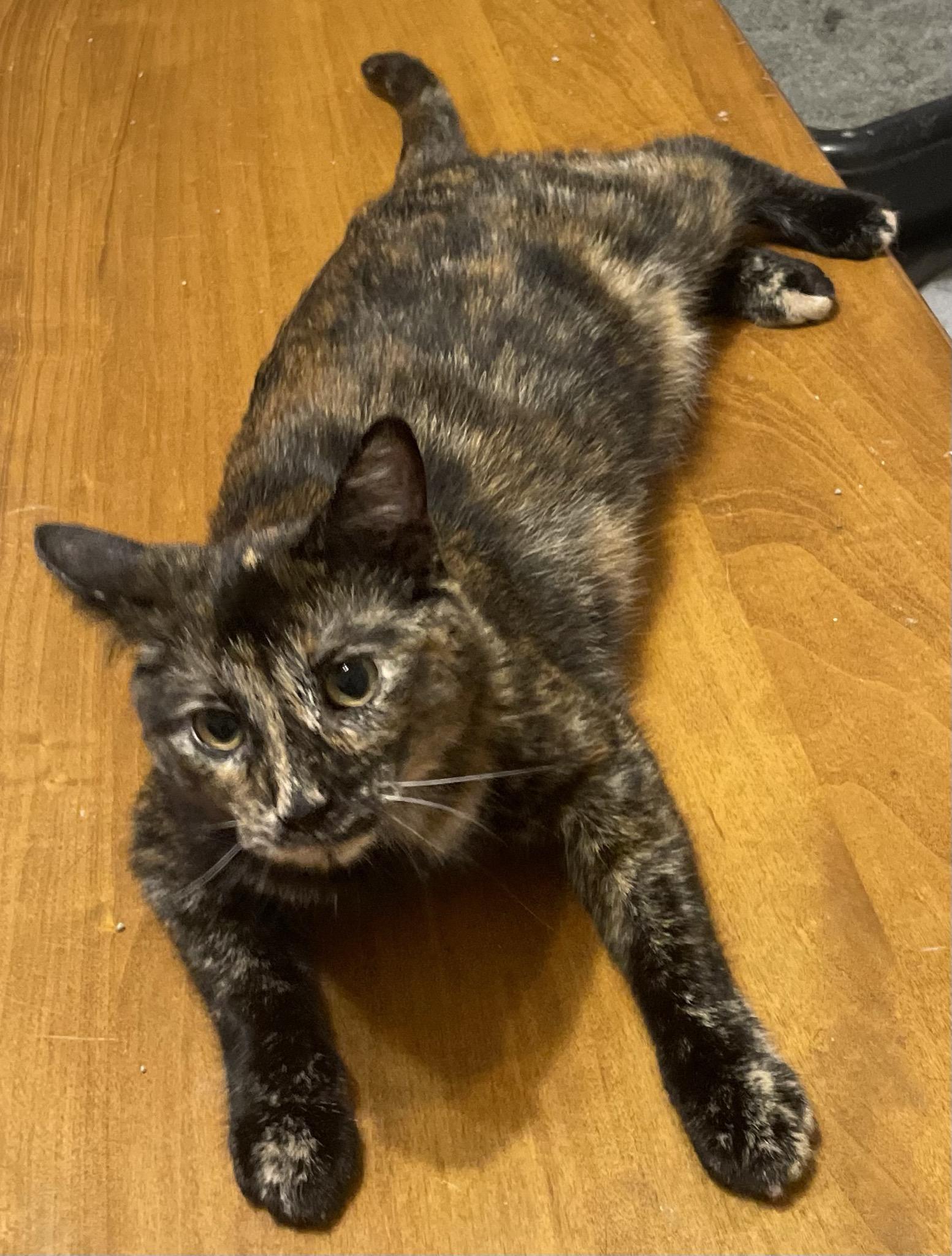 Enlarge Binxi, a Adoptable Tortoiseshell in Menasha, WI image 4/5