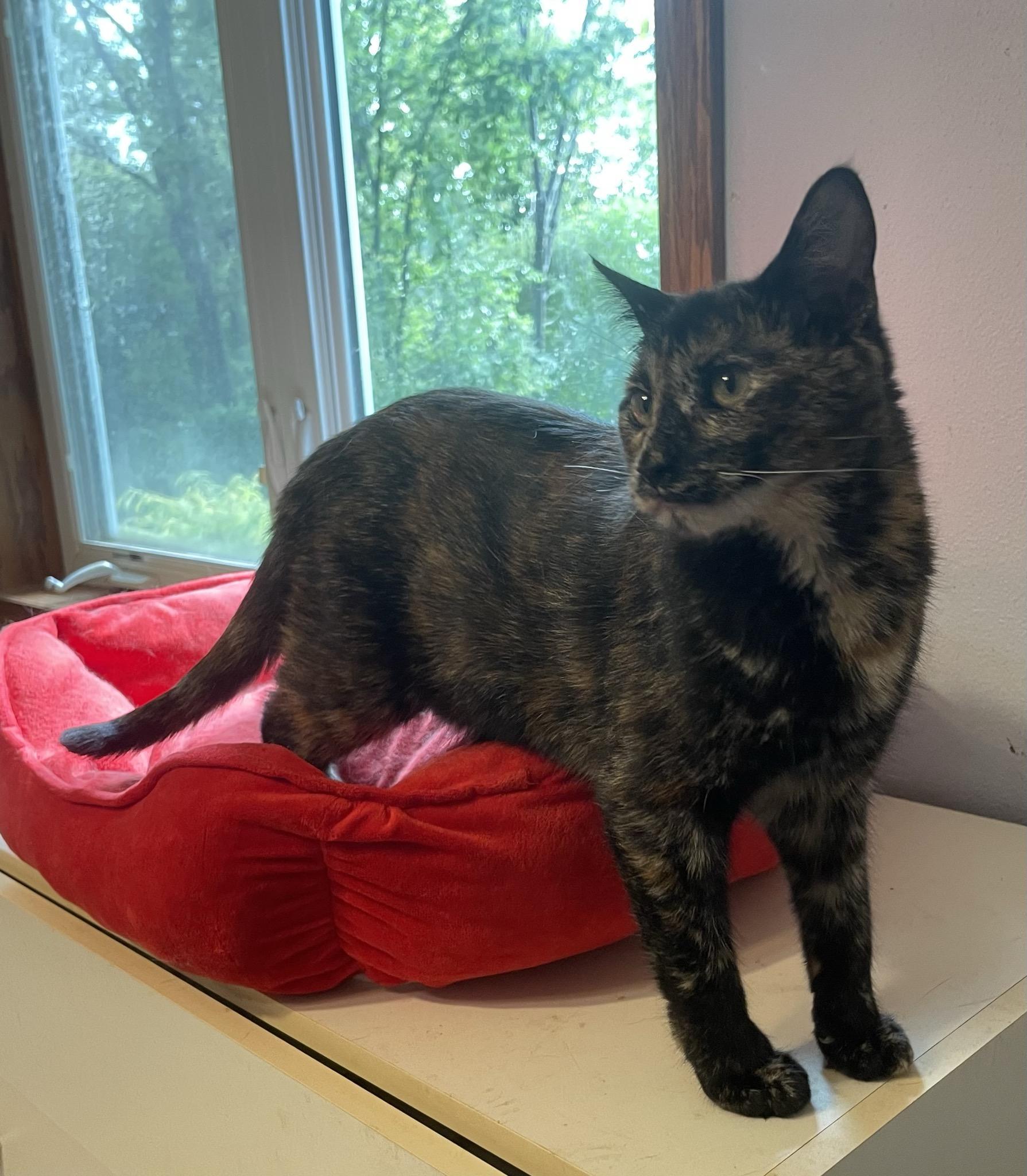 Enlarge Binxi, a Adoptable Tortoiseshell in Menasha, WI image 3/5