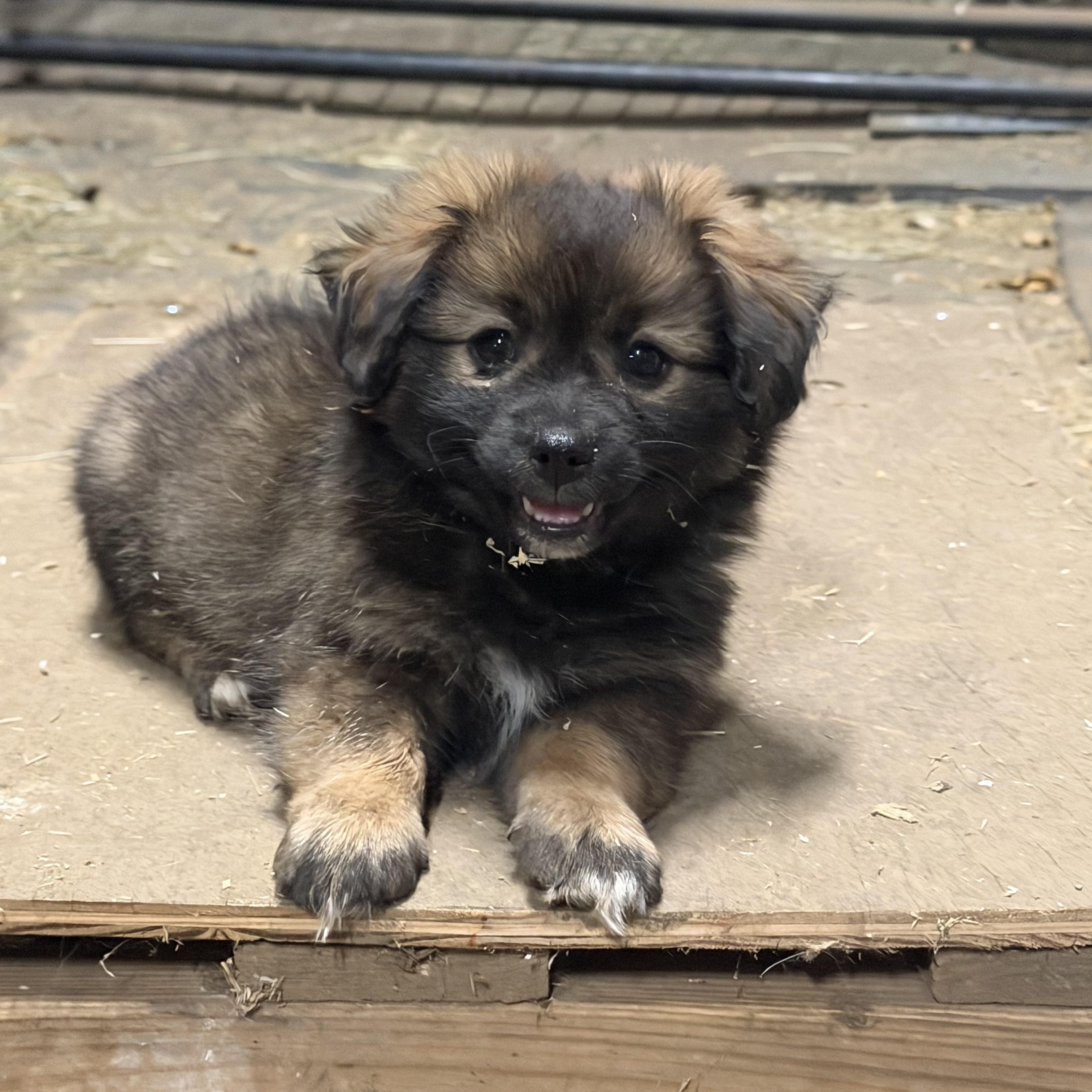Enlarge KODIAK THE FLUFFIEST, a ADOPTABLE mixed breed in woodland, CA image 2/6