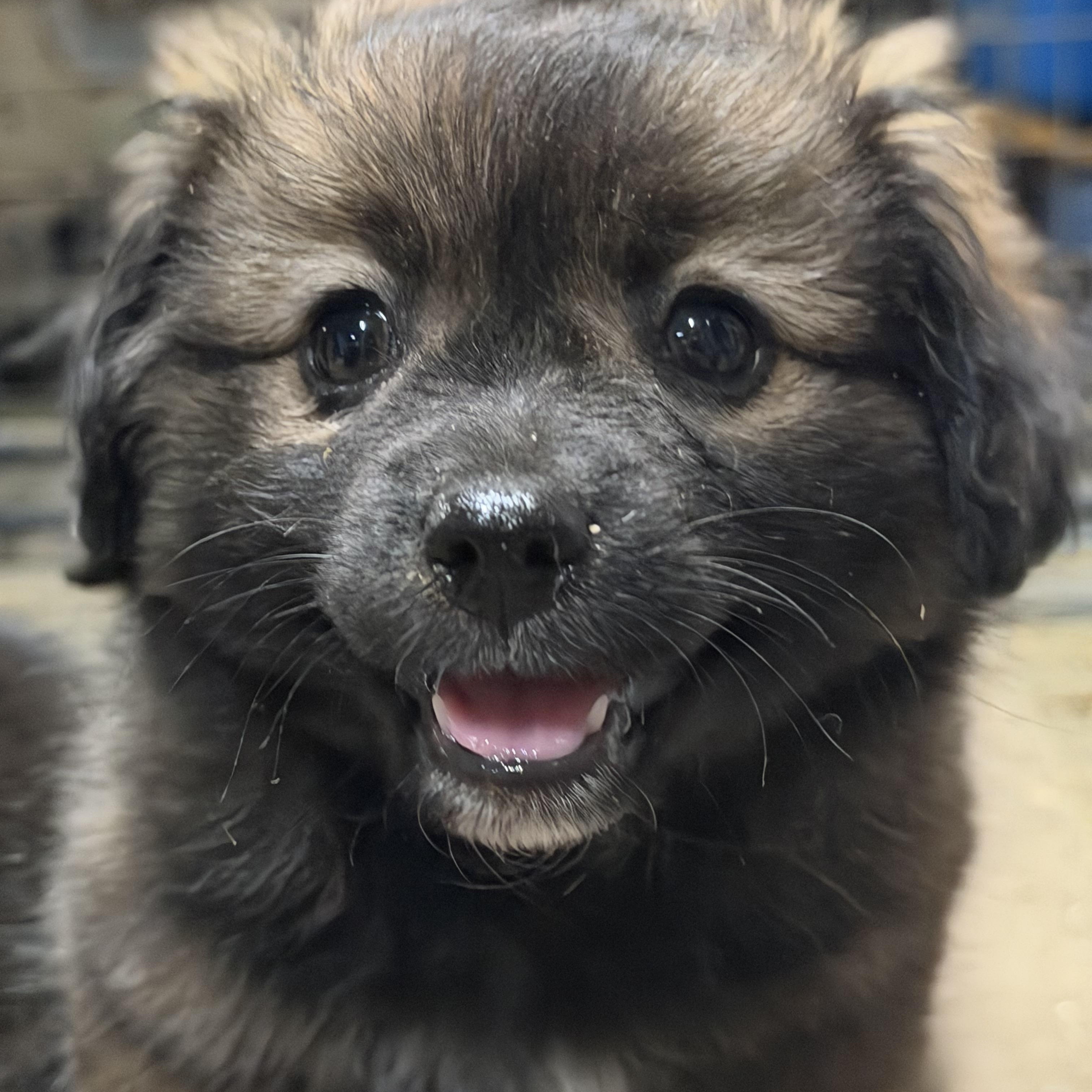 Enlarge KODIAK THE FLUFFIEST, a ADOPTABLE mixed breed in woodland, CA image 3/6