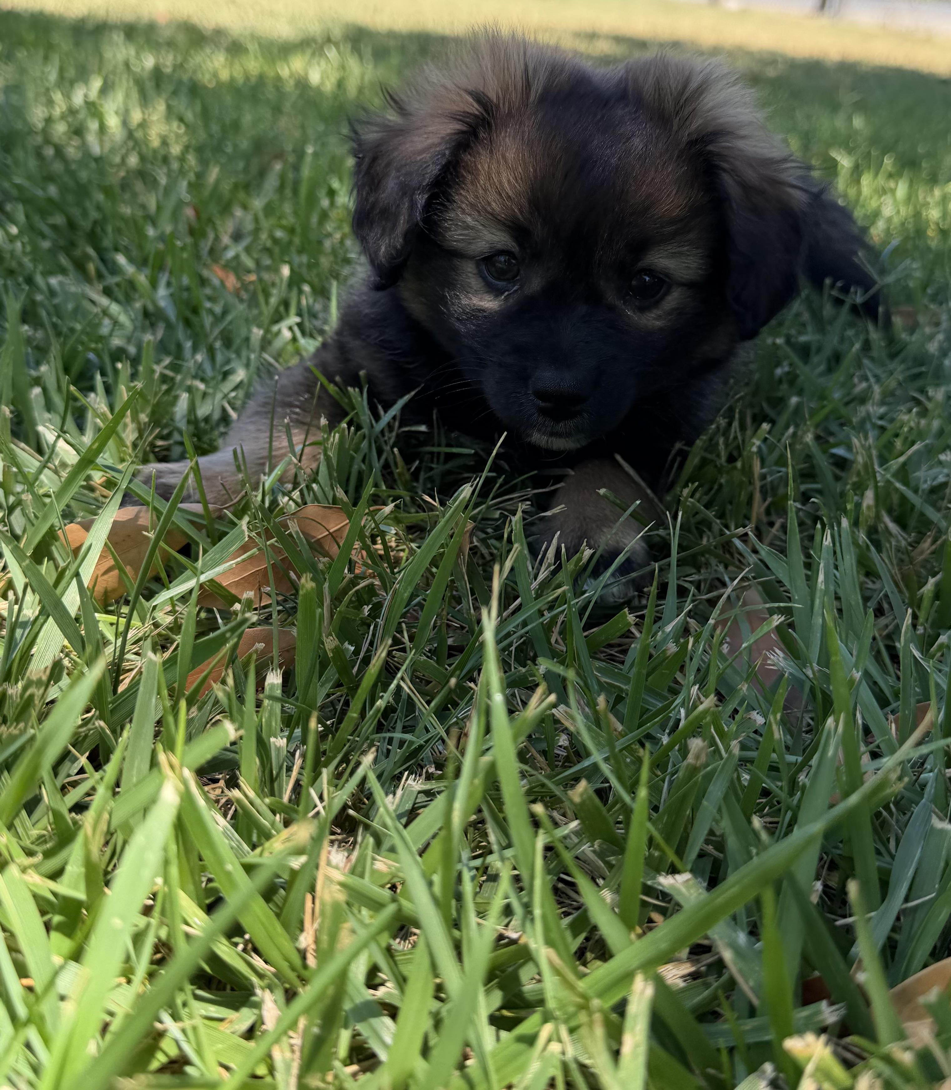 Enlarge KODIAK THE FLUFFIEST, a ADOPTABLE mixed breed in woodland, CA image 4/6