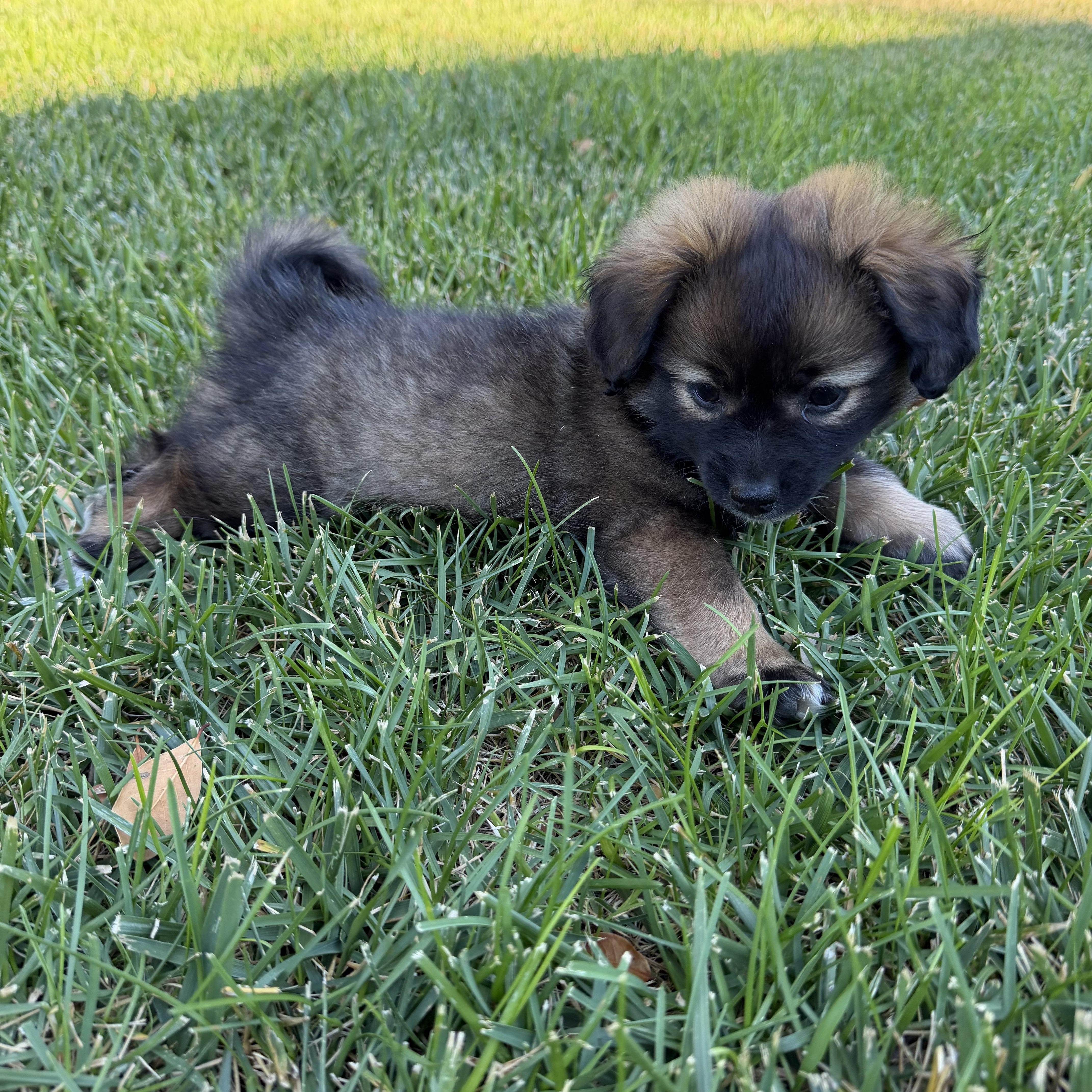 Enlarge KODIAK THE FLUFFIEST, a ADOPTABLE mixed breed in woodland, CA image 1/6