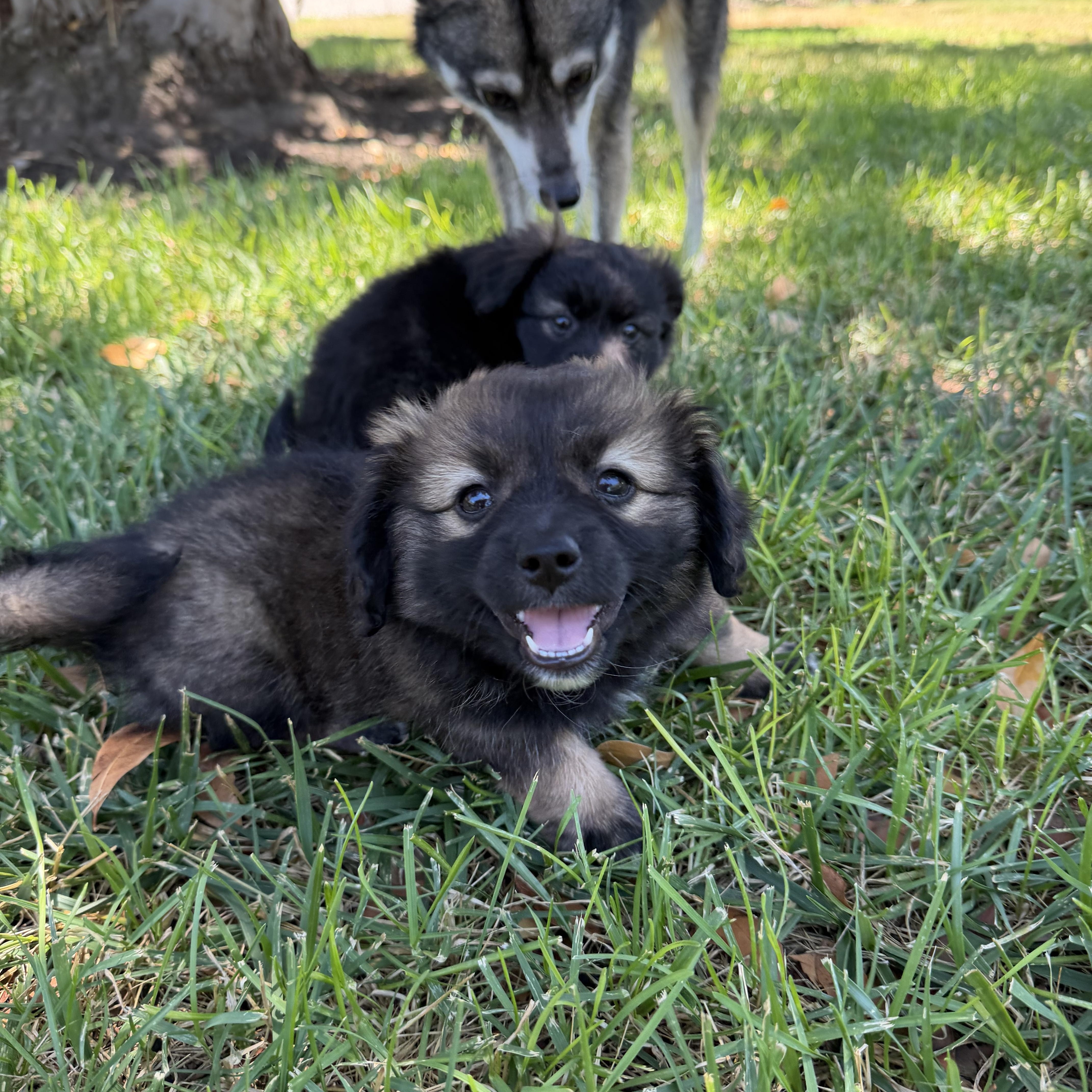 Enlarge KODIAK THE FLUFFIEST, a ADOPTABLE mixed breed in woodland, CA image 5/6