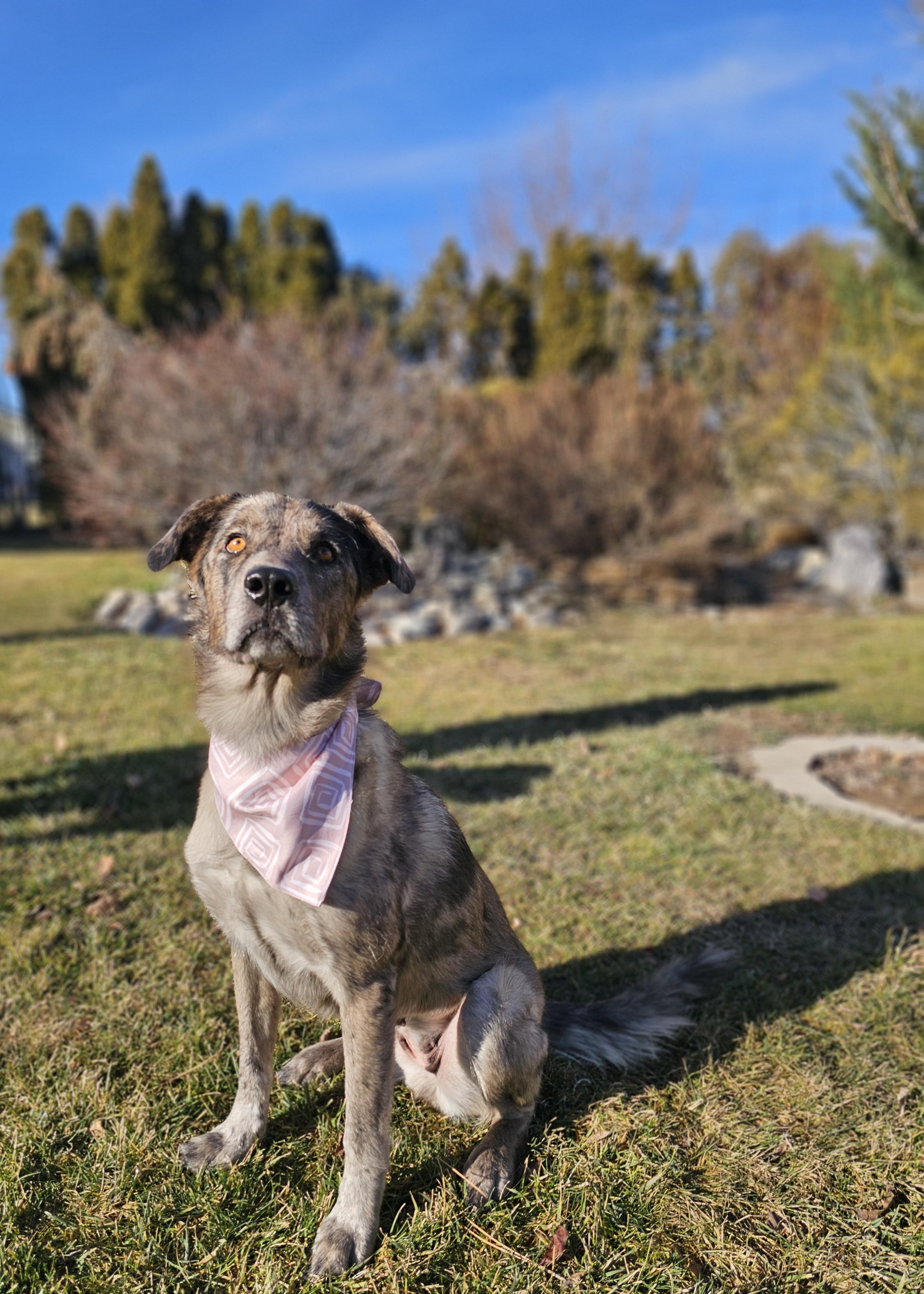 Enlarge GiGi (Gemini), a Adoptable mixed breed in Twin Falls, ID image 1/6