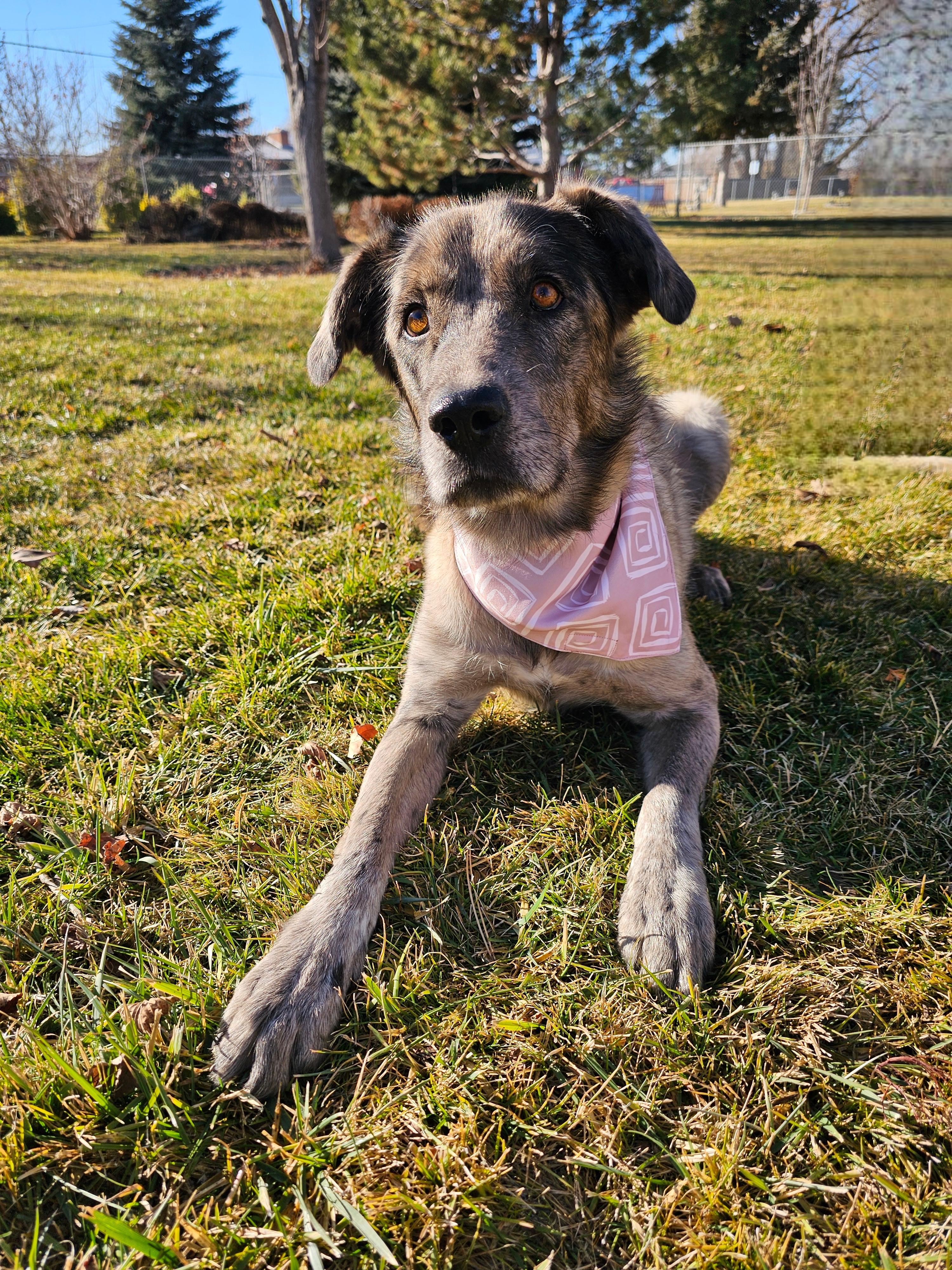 GiGi (Gemini) — thumbnail 2