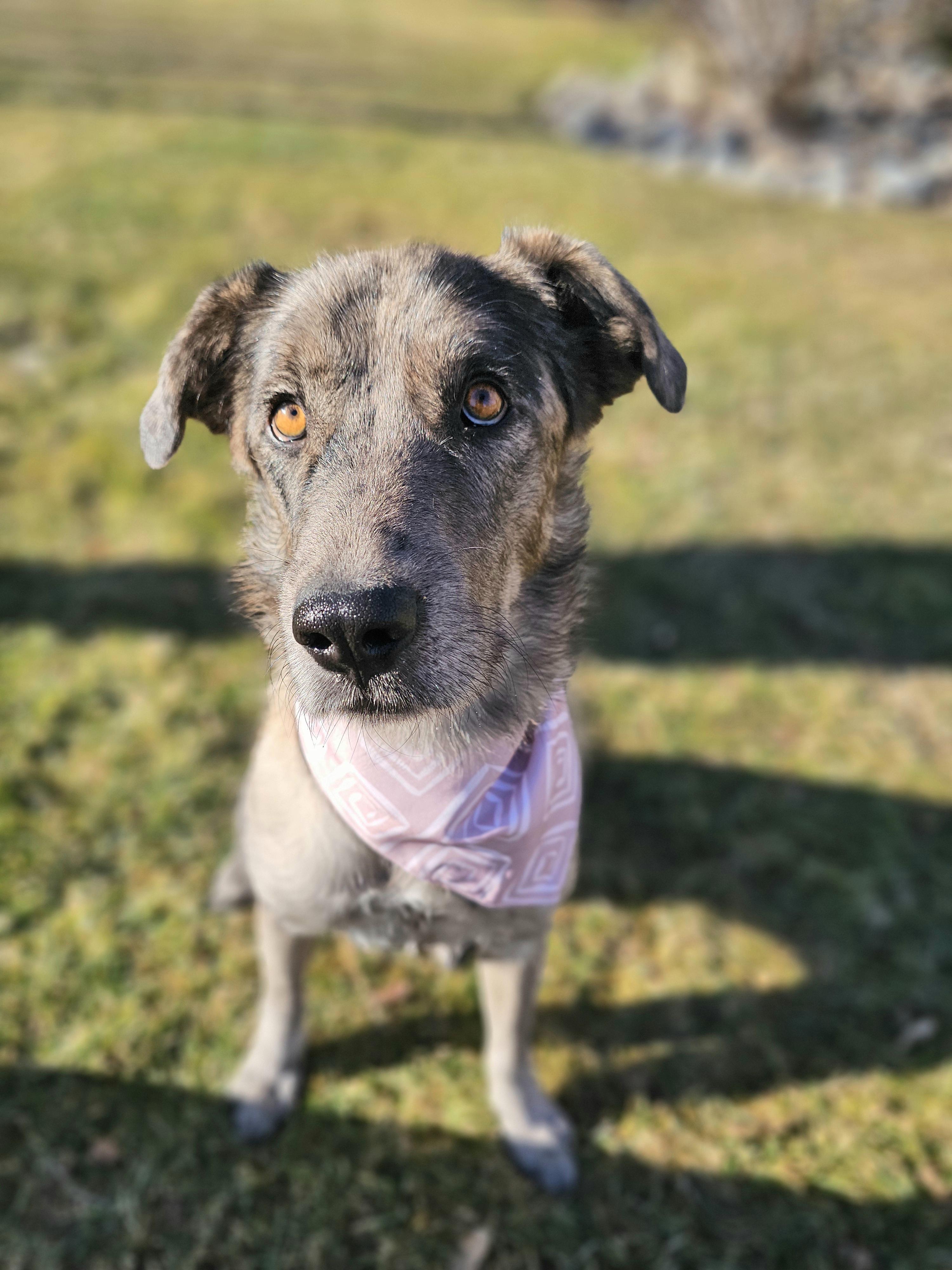 GiGi (Gemini) — thumbnail 3