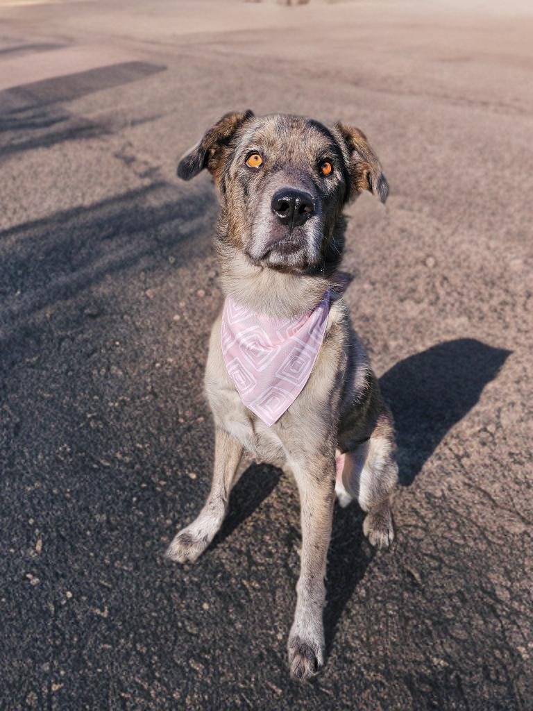 Enlarge GiGi (Gemini), a Adoptable mixed breed in Twin Falls, ID image 5/6