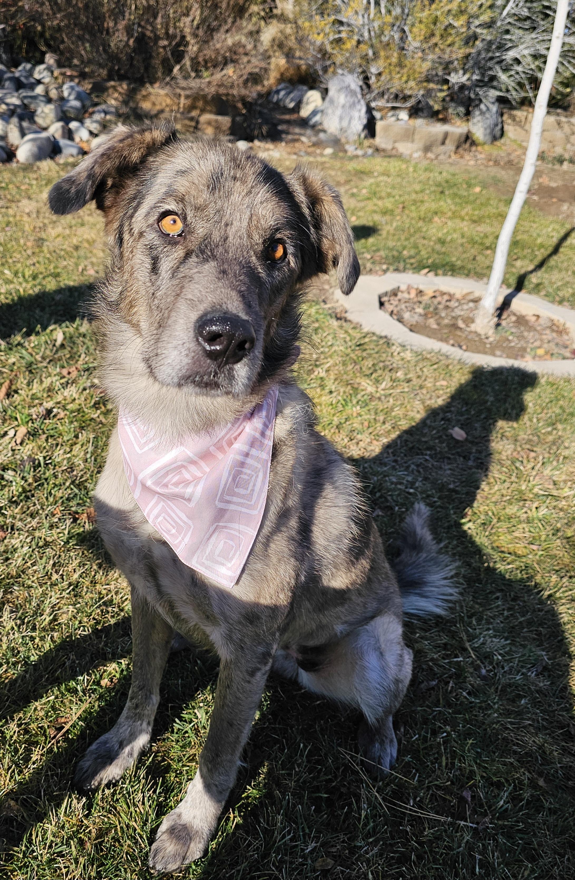 Enlarge GiGi (Gemini), a Adoptable mixed breed in Twin Falls, ID image 6/6