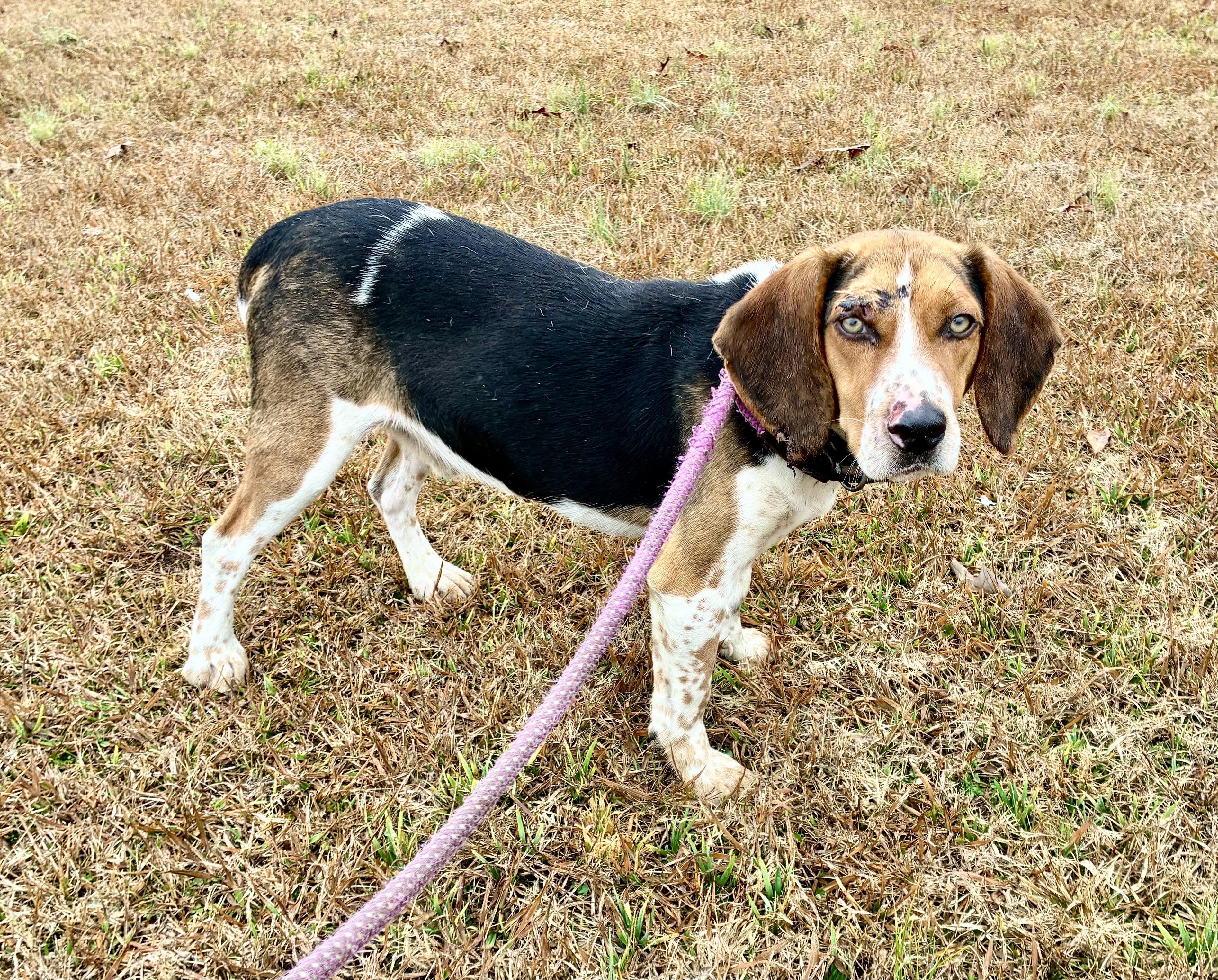 Winston, adopted, Adult Male Beagle.