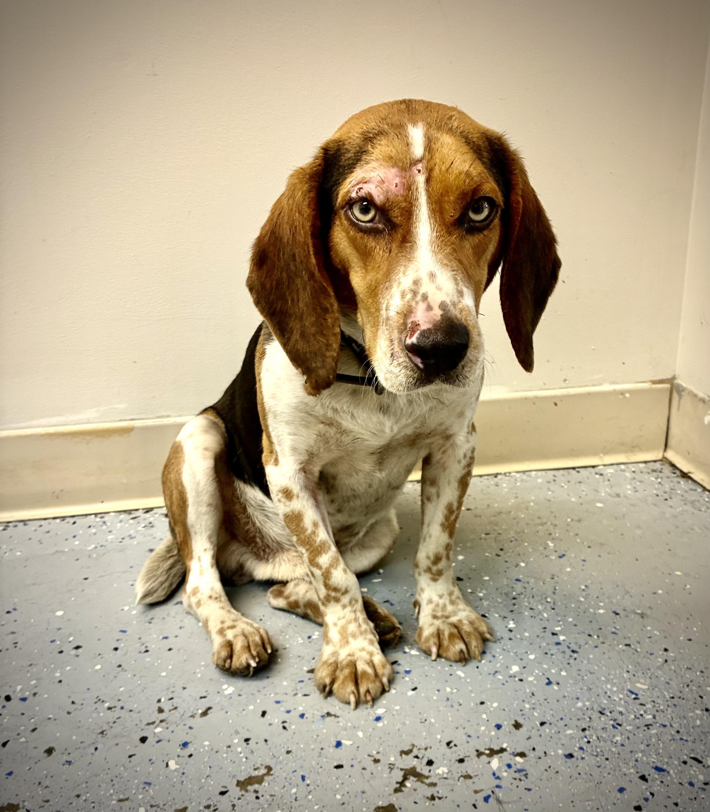 Enlarge Winston, an adopted Beagle in Senatobia, MS image 3/4