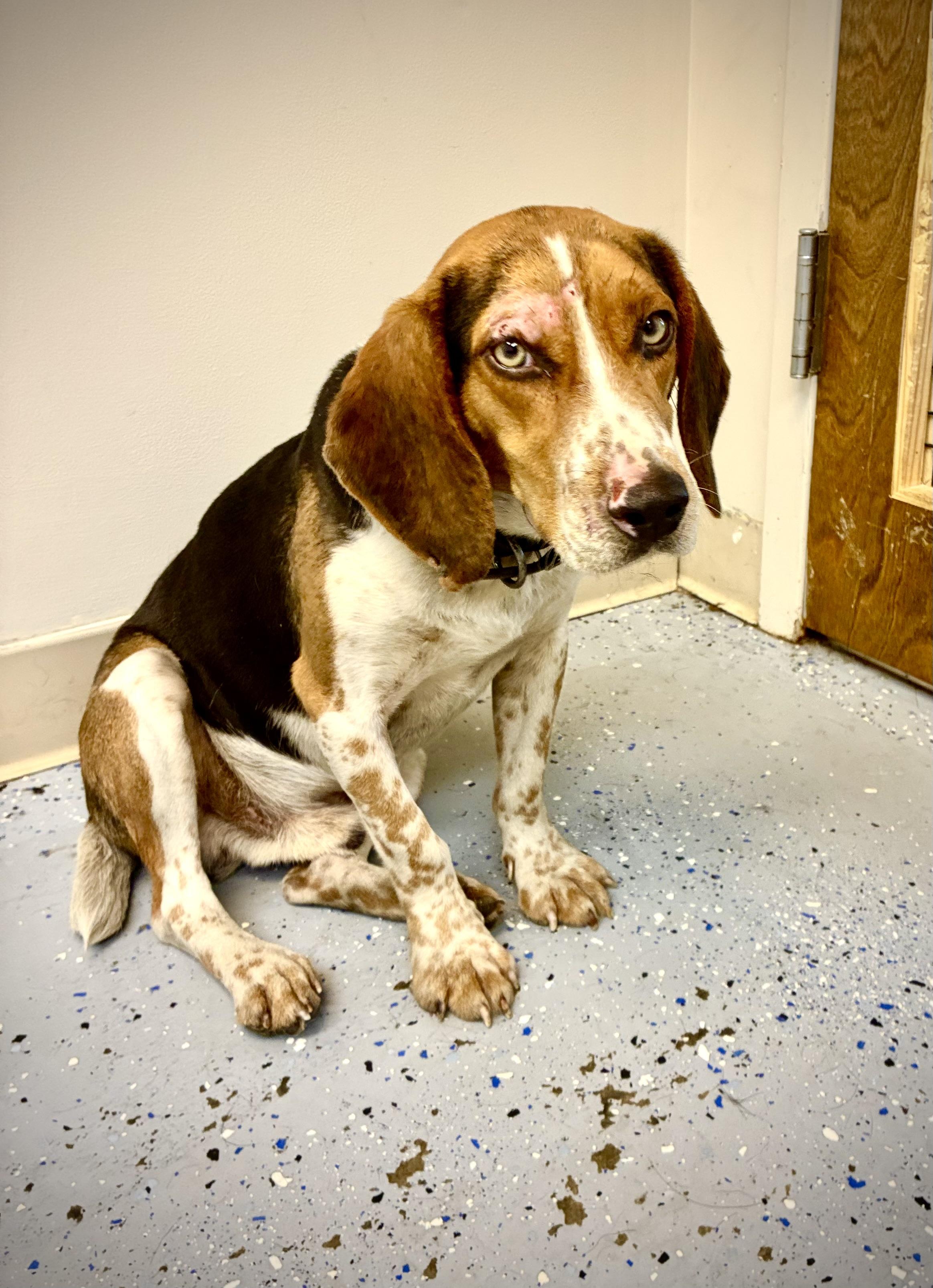 Enlarge Winston, an adopted Beagle in Senatobia, MS image 2/4