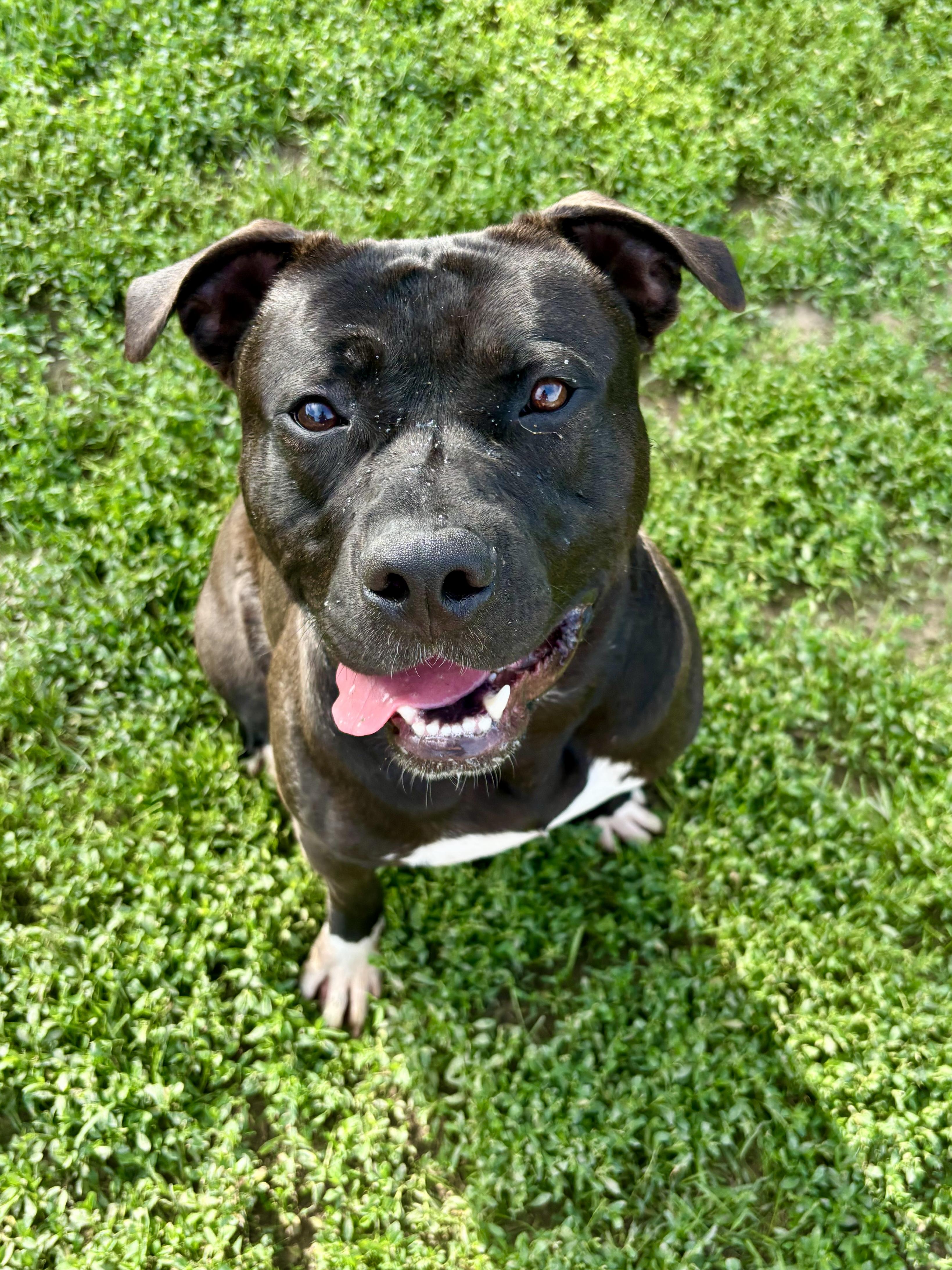 Crosby, Adult Male American Bulldog