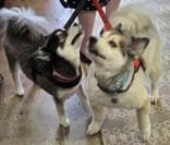 Kapri (with Darcy), an adoptable Pomsky in Hillsboro, OR, 97124 | Photo Image 1