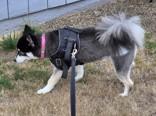 Kapri (with Darcy), an adoptable Pomsky in Hillsboro, OR, 97124 | Photo Image 2