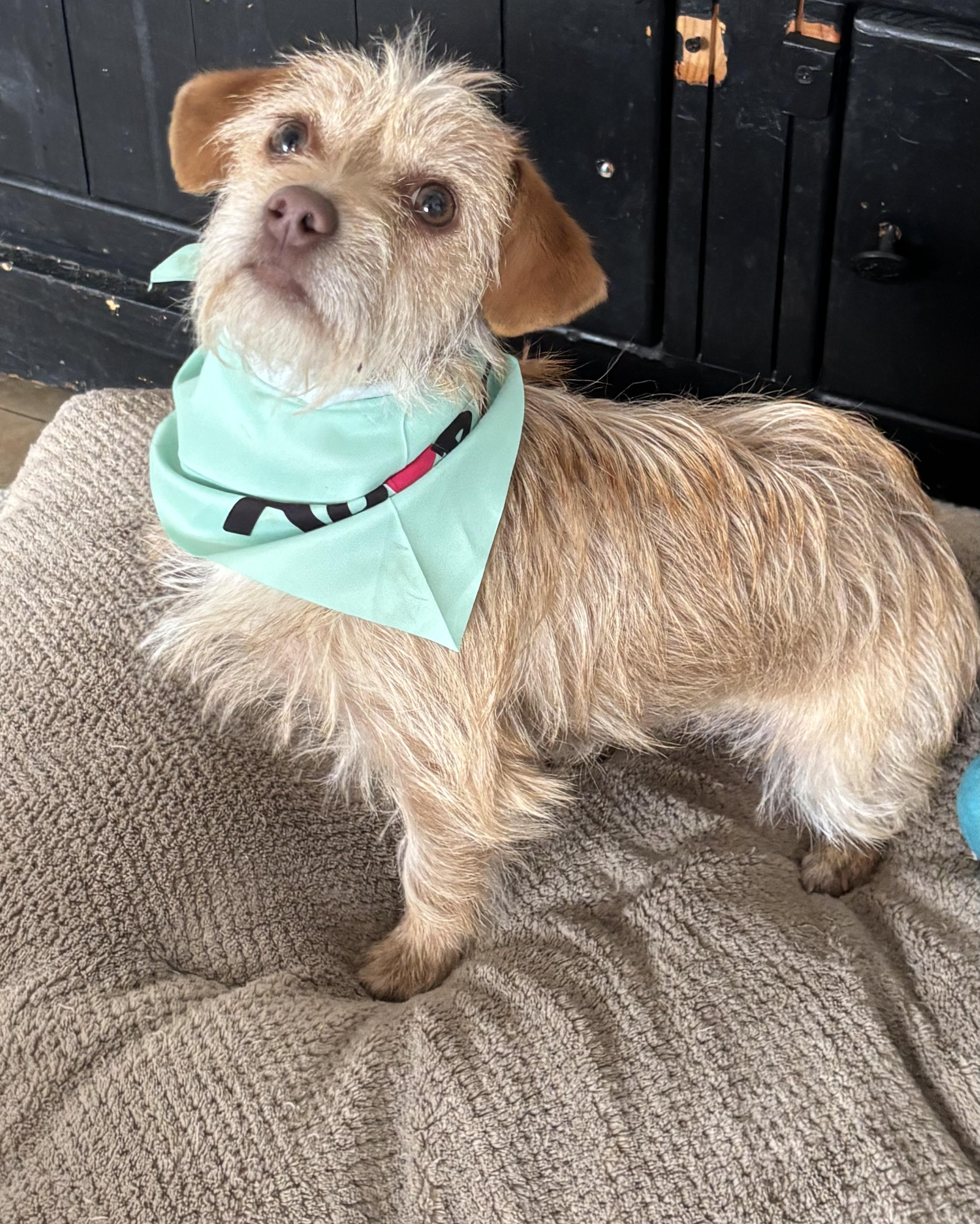 Enlarge Chapparra (chappi), an adopted Yorkie Poo in Joliet, IL image 1/1