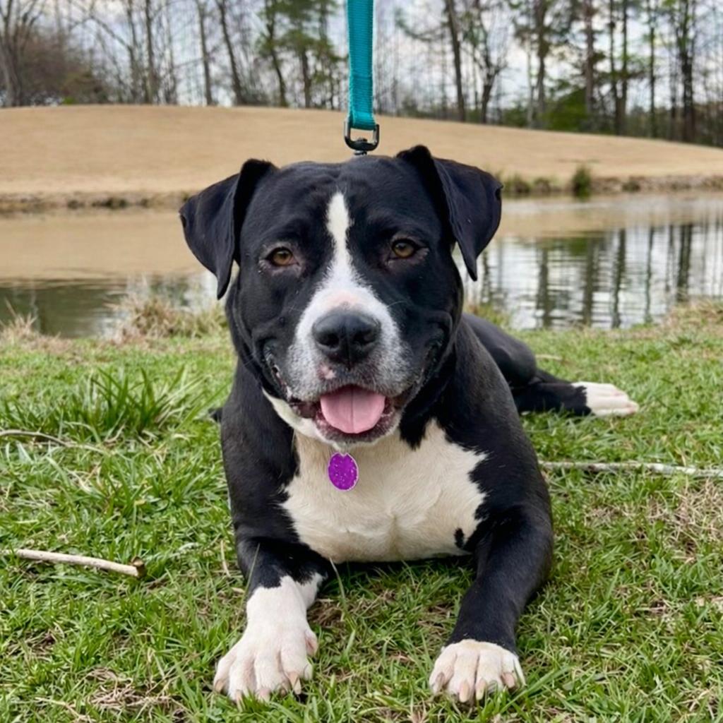 Enlarge Kaya, a ADOPTABLE mixed breed in Pittsboro, NC image 3/3