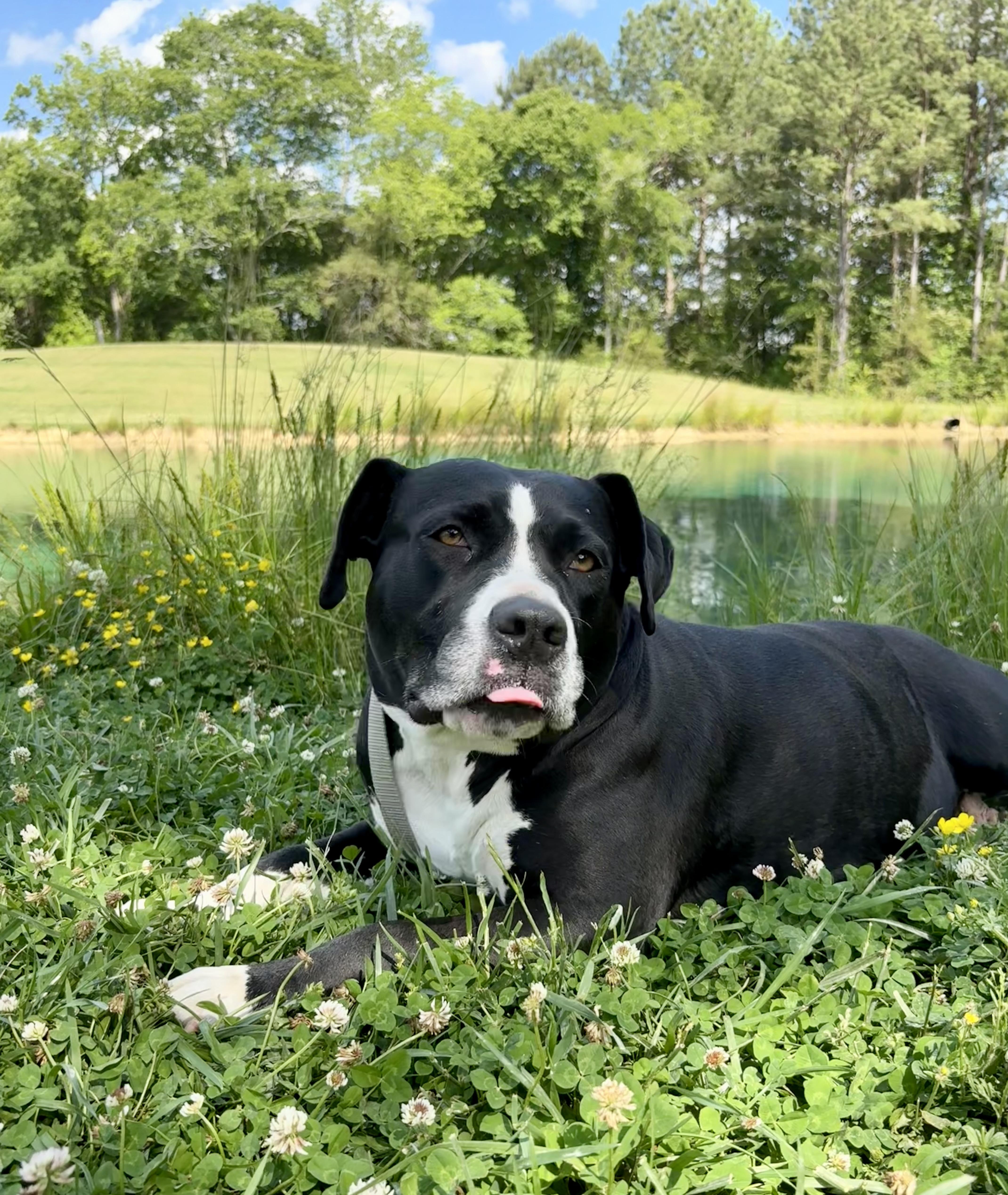 Enlarge Kaya, a ADOPTABLE mixed breed in Pittsboro, NC image 2/5