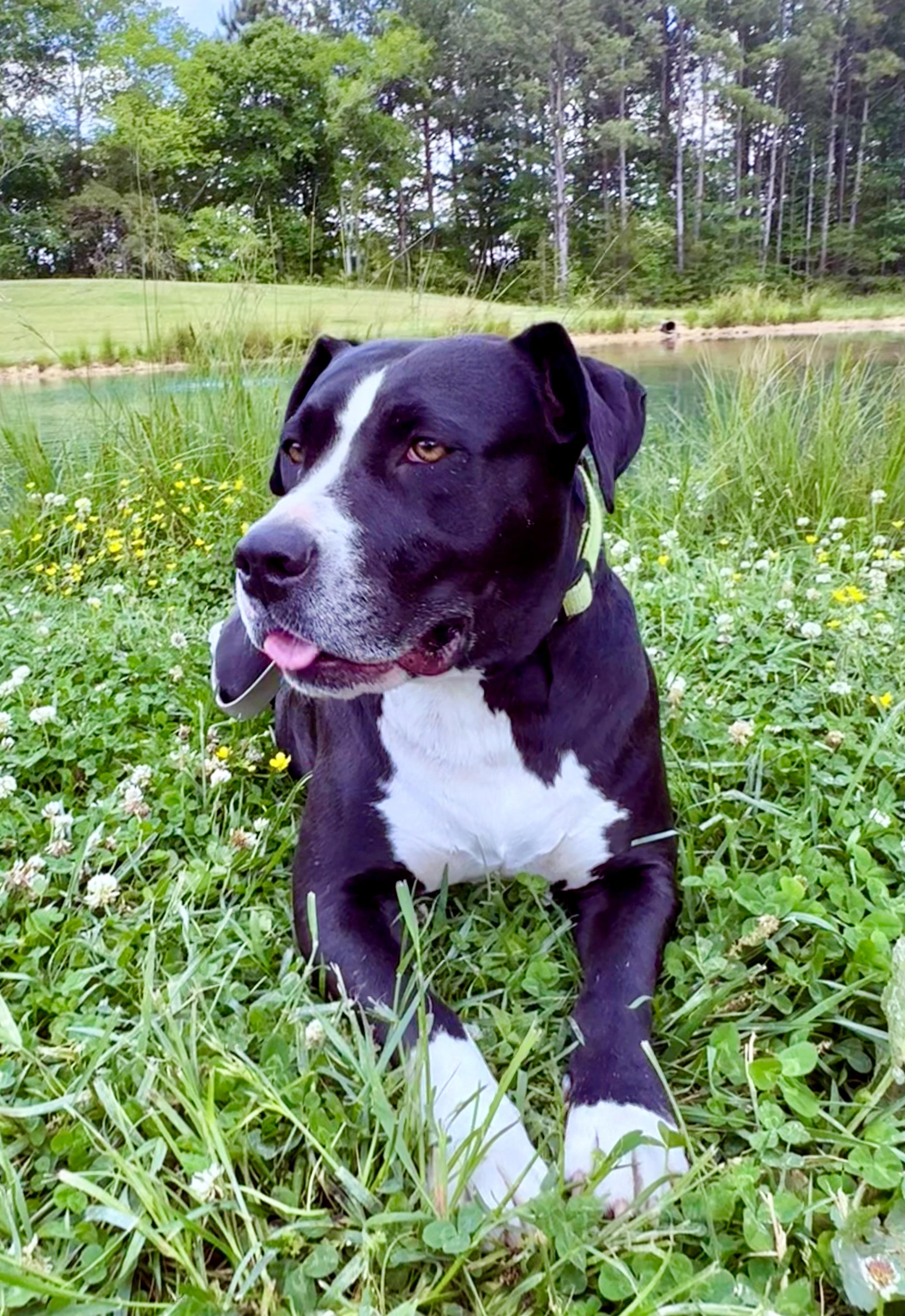 Enlarge Kaya, a ADOPTABLE mixed breed in Pittsboro, NC image 5/5