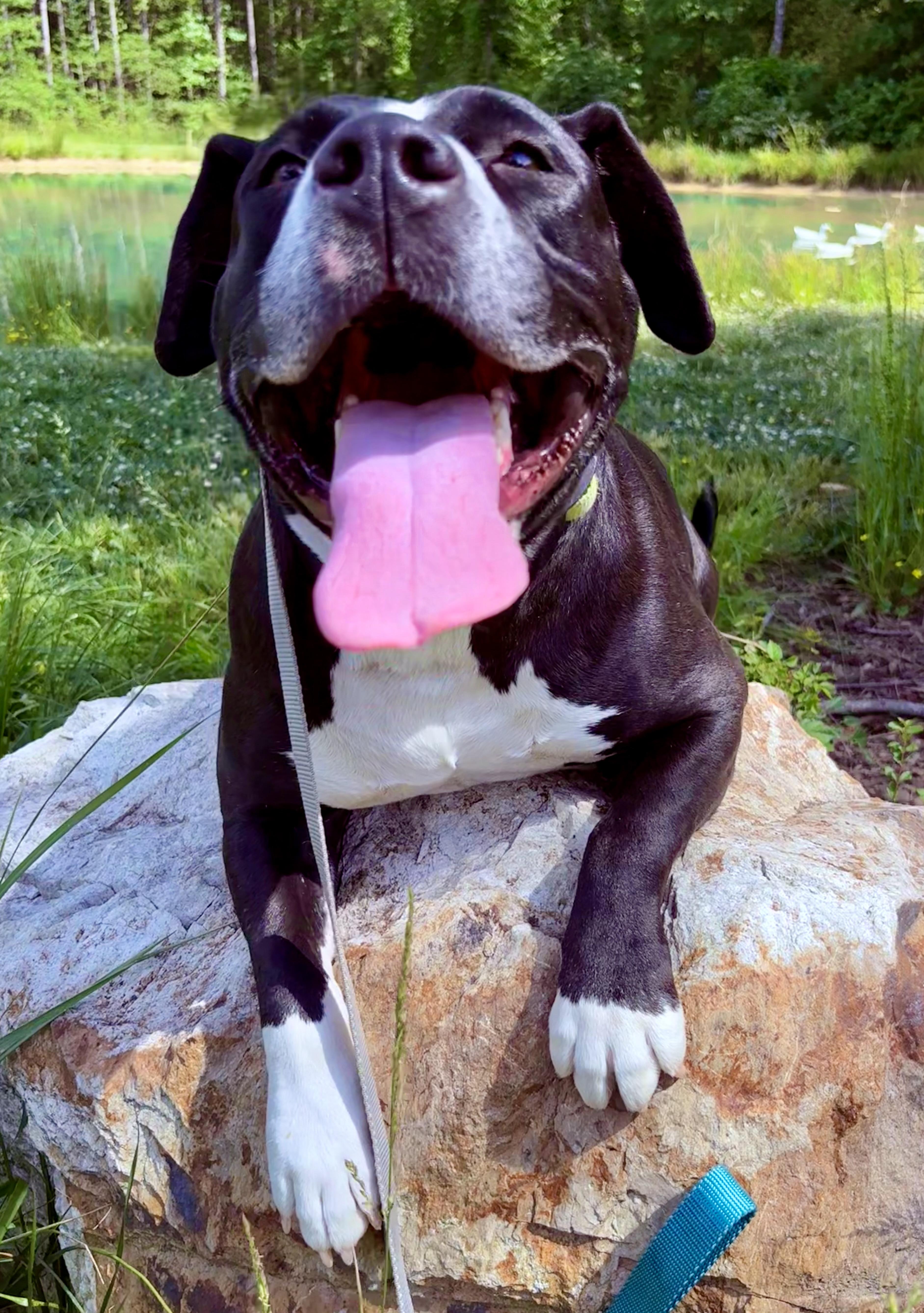 Enlarge Kaya, a ADOPTABLE mixed breed in Pittsboro, NC image 4/5