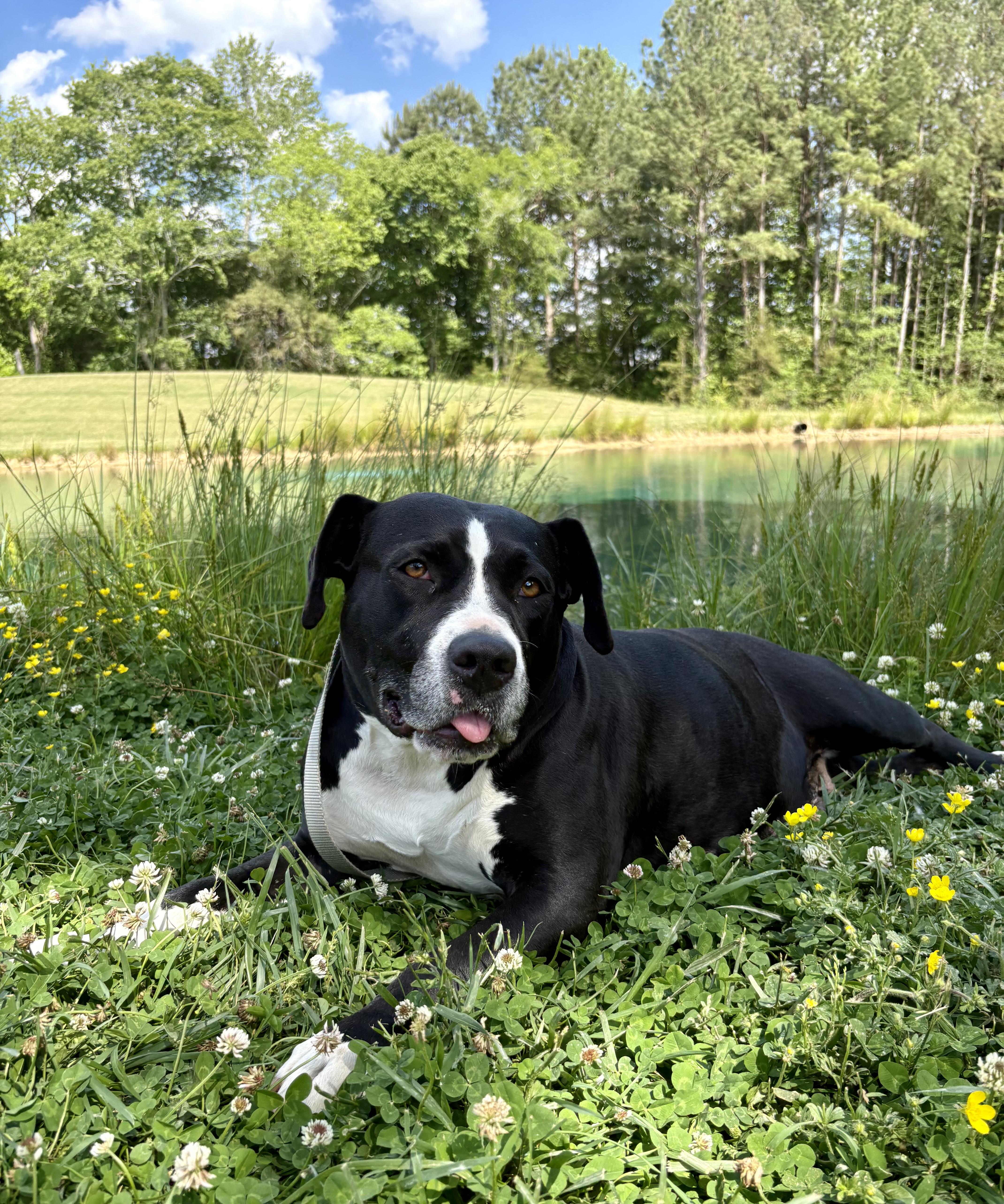 Enlarge Kaya, a ADOPTABLE mixed breed in Pittsboro, NC image 3/5