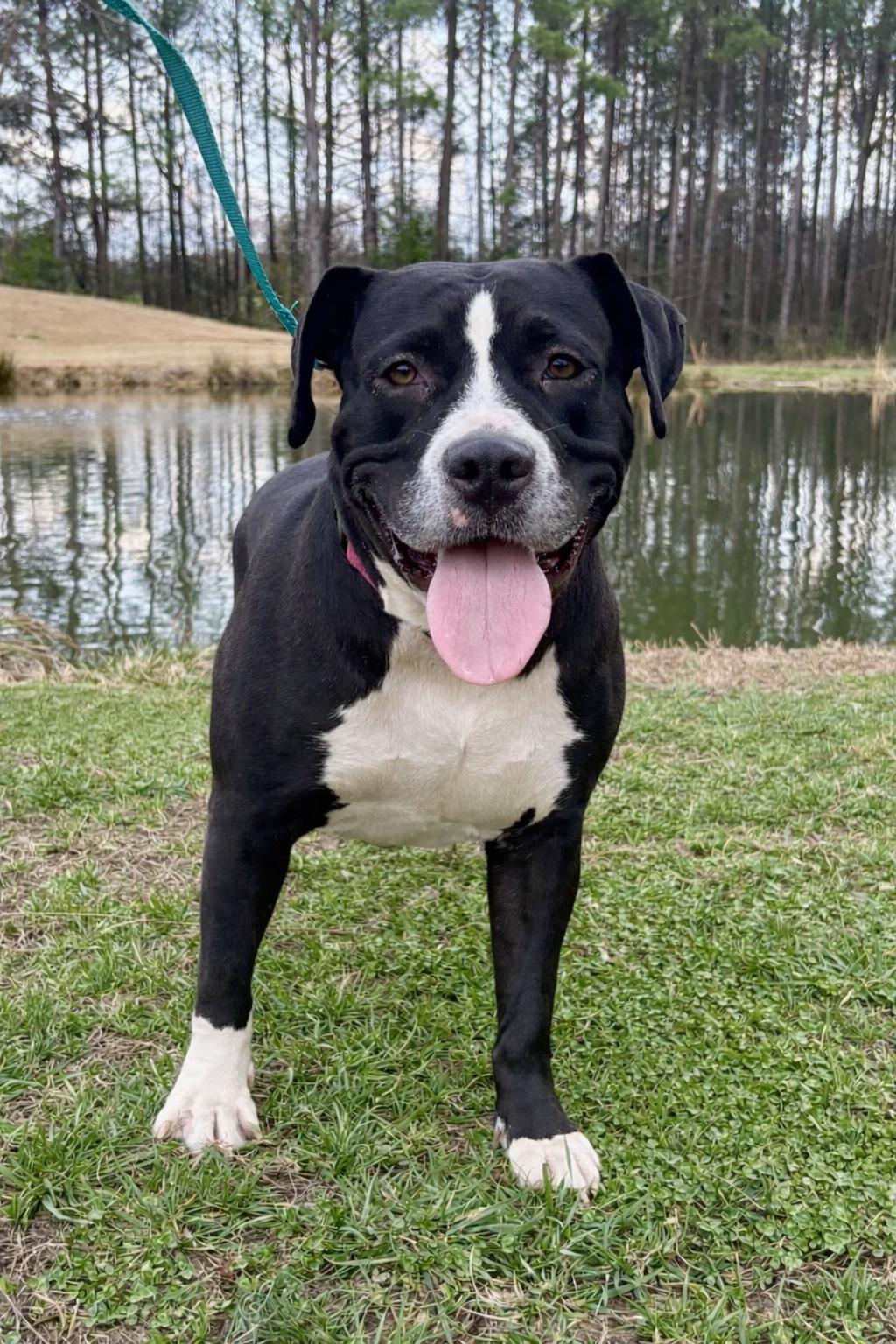 Kaya, ADOPTABLE, Adult Female American Staffordshire Terrier & Pit Bull Terrier.