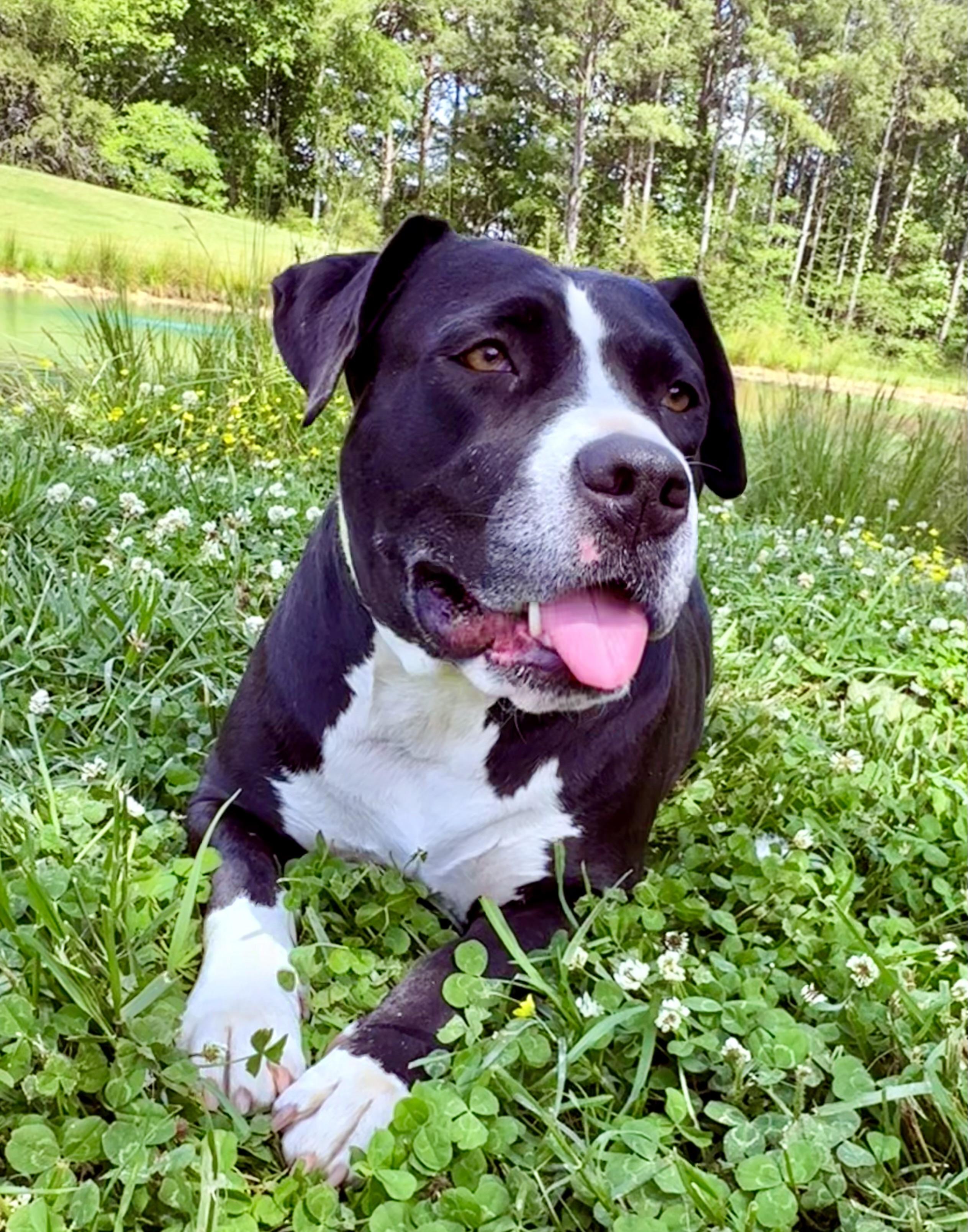 Kaya, ADOPTABLE, Adult Female American Staffordshire Terrier & Pit Bull Terrier.