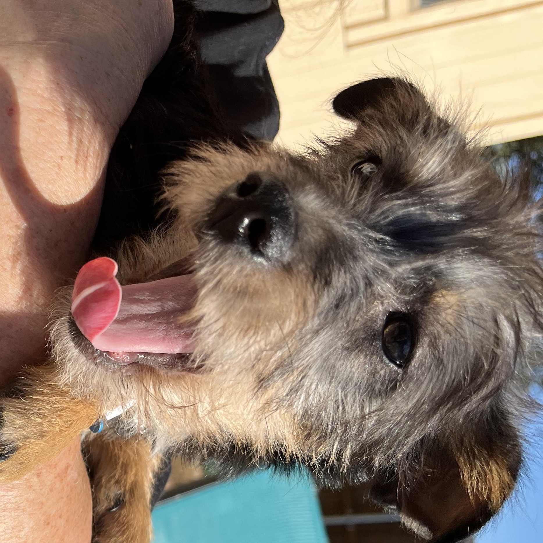 Enlarge Eli, a ADOPTABLE mixed breed in Dallas, TX image 2/2