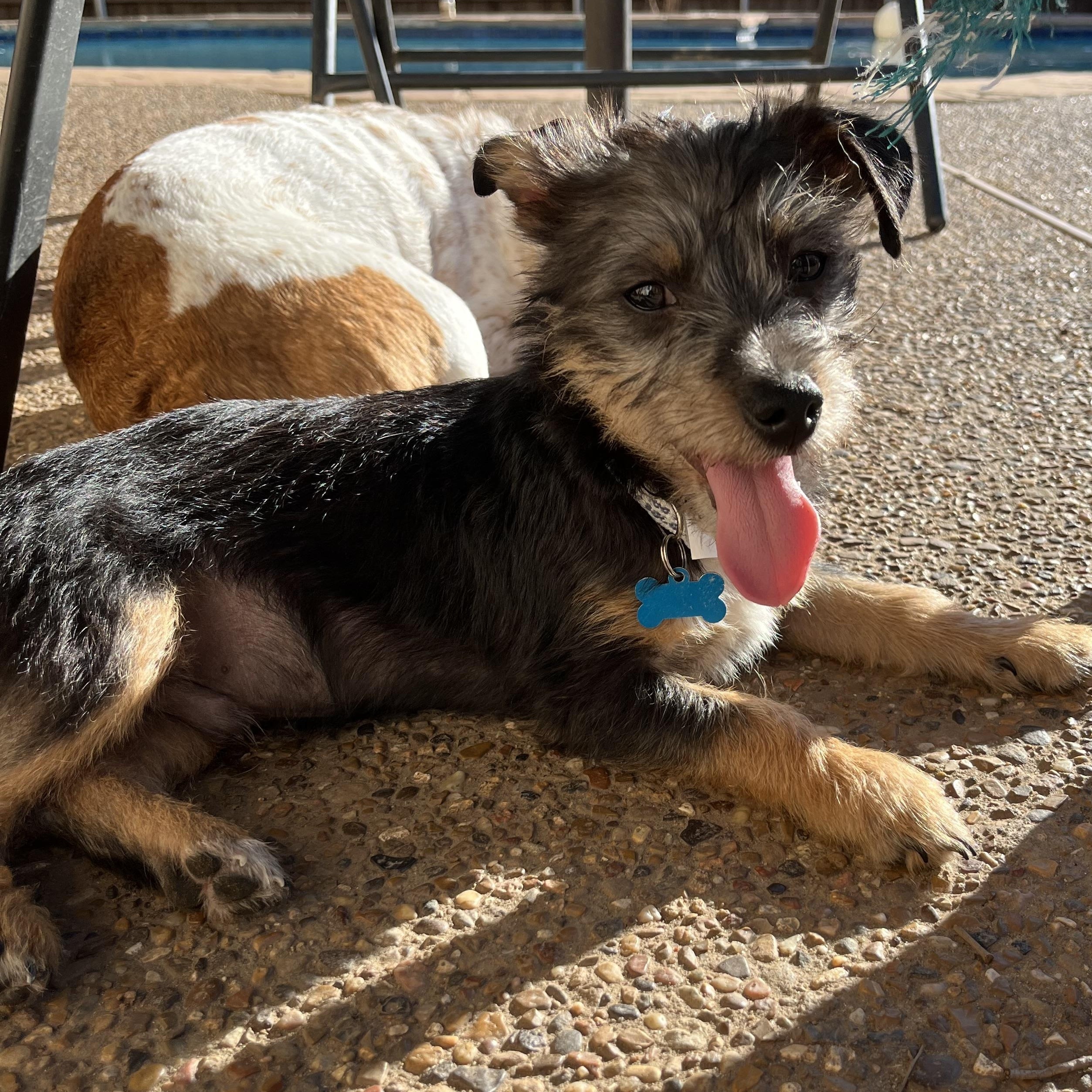 Enlarge Eli, a ADOPTABLE mixed breed in Dallas, TX image 1/2