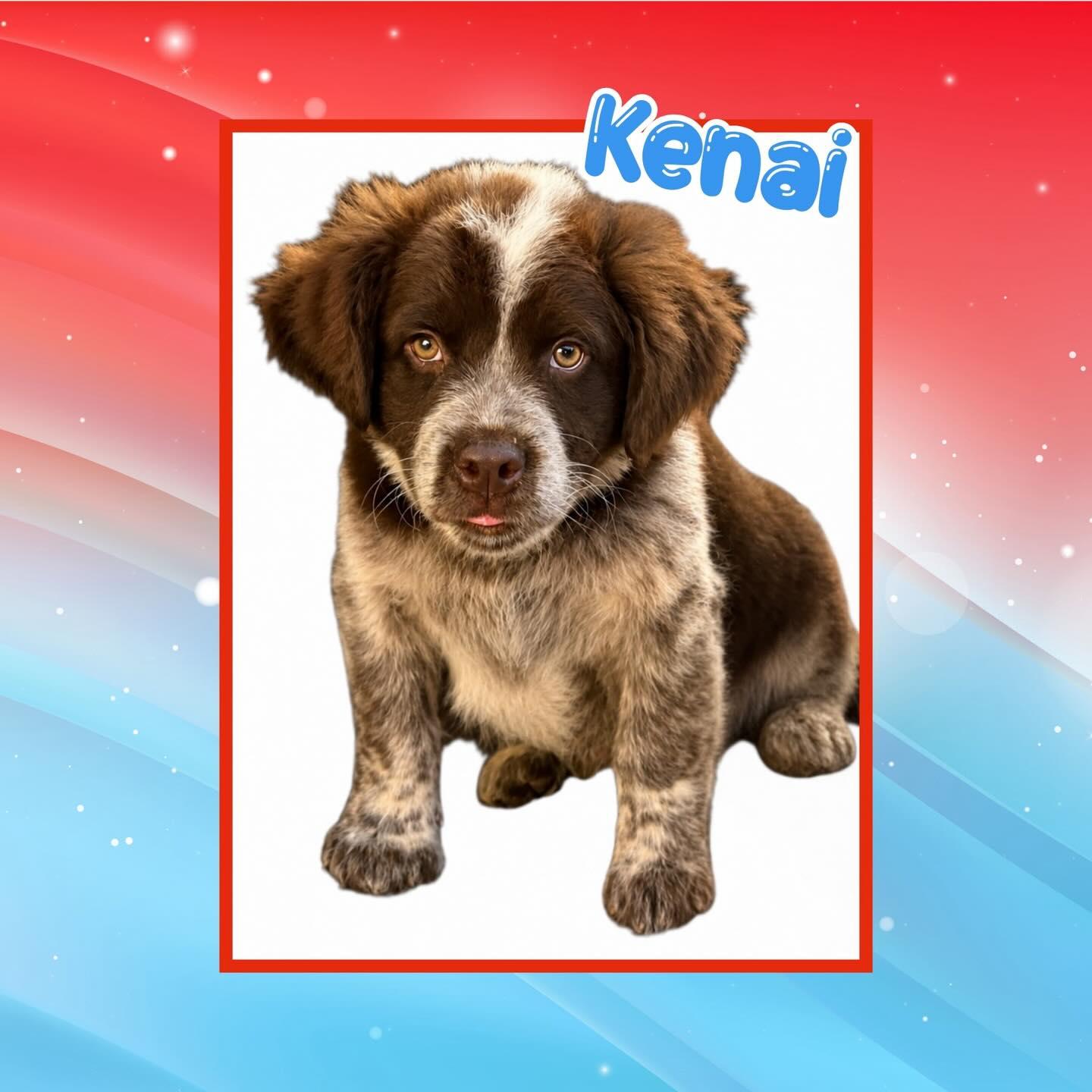 Kenai, an adopted Australian Cattle Dog / Blue Heeler in Raleigh, NC image 4/6