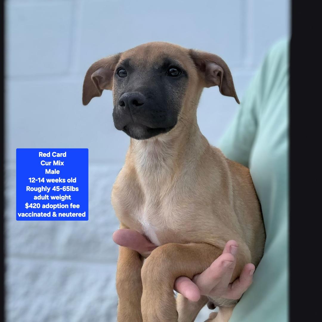 Enlarge Red Card, a ADOPTABLE mixed breed in Oviedo, FL image 1/1