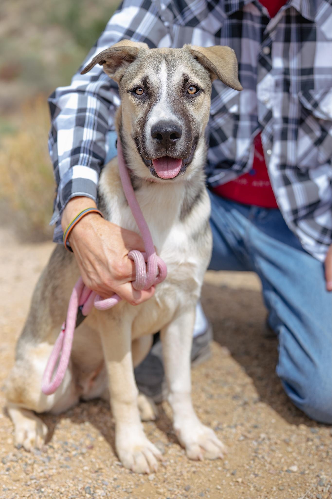 Enlarge JUNIPER, a Adoptable Husky in Globe, AZ image 2/3