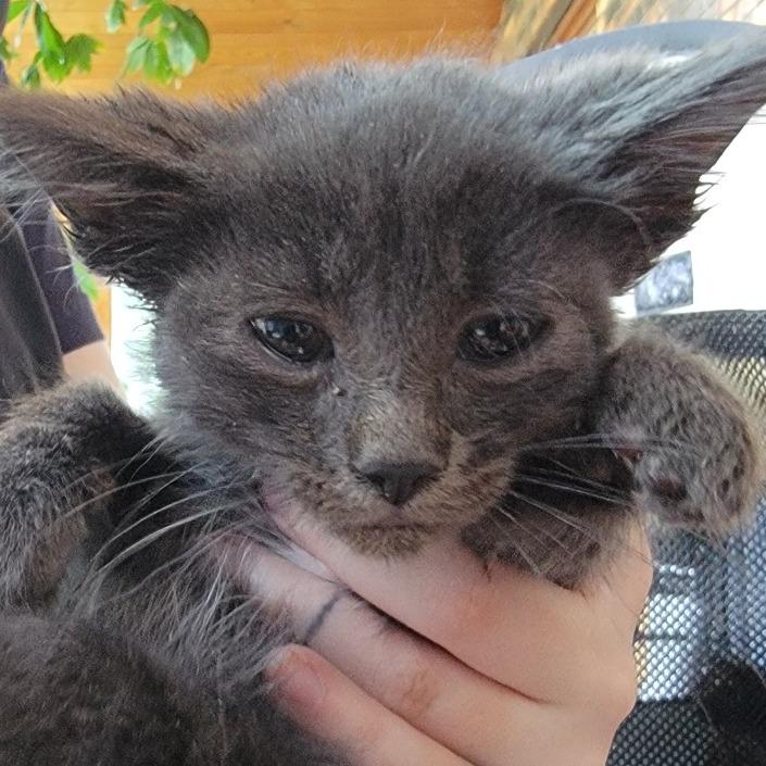 Elmer, Adoptable, Kitten Male Domestic Short Hair.