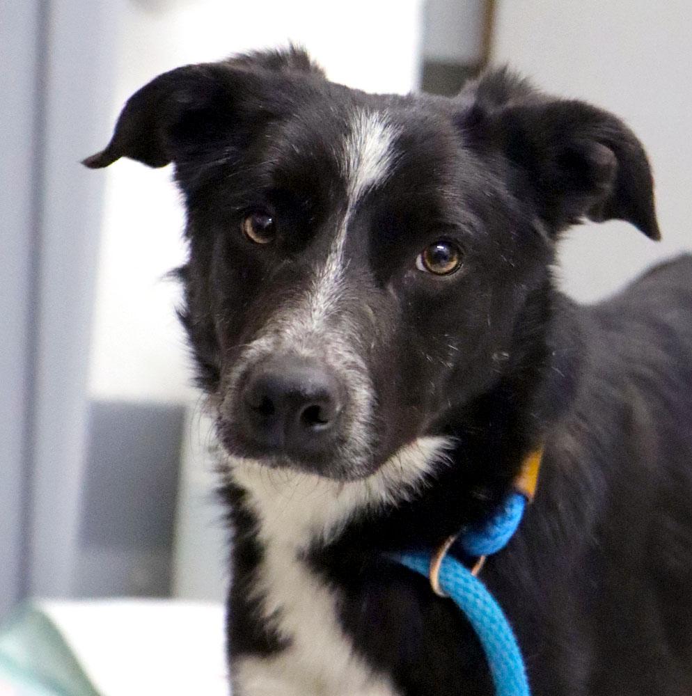 Ray (AO35741), ADOPTABLE, Young Male Border Collie.