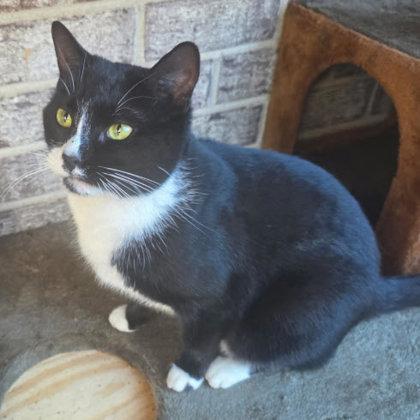 Moxie Kershaw, Adoptable, Adult Female Domestic Short Hair & Domestic Short Hair.