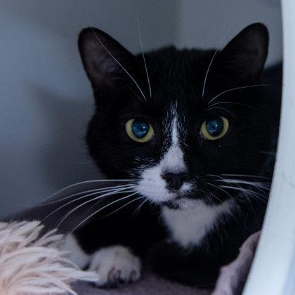 Moxie Kershaw, a Adoptable mixed breed in Hudson, MA image 2/3