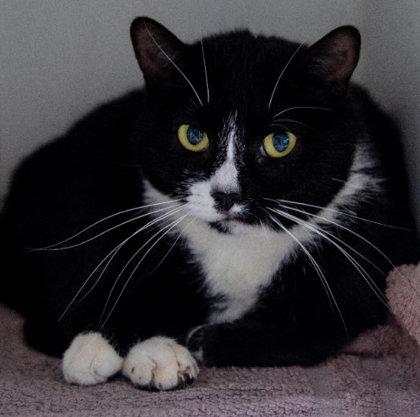 Moxie Kershaw, a Adoptable mixed breed in Hudson, MA image 3/3