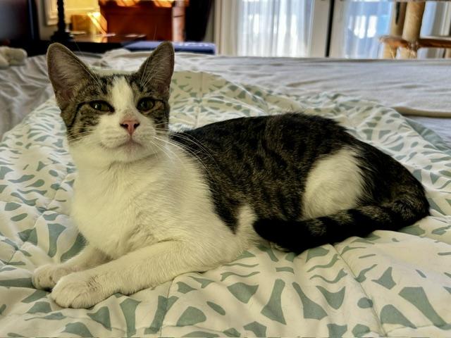Luna (9.5 months), ADOPTABLE, Young Female Domestic Short Hair.