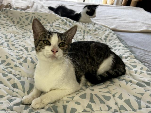 Luna (9.5 months), a ADOPTABLE Domestic Short Hair in Lawndale, CA image 4/5