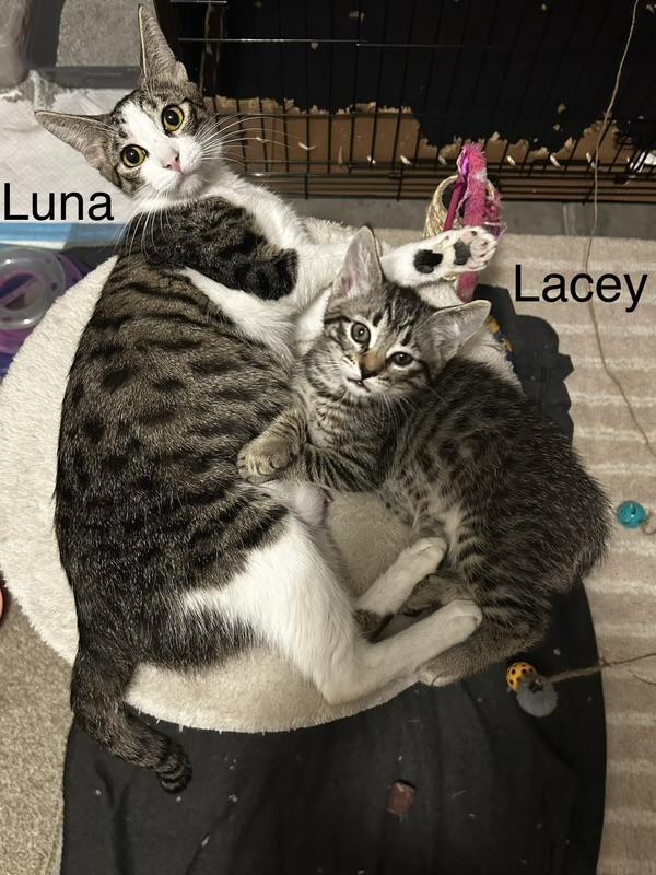 Luna (9.5 months), a ADOPTABLE Domestic Short Hair in Lawndale, CA image 3/5