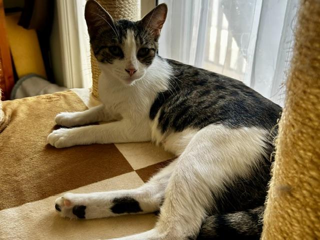 Luna (9.5 months), a ADOPTABLE Domestic Short Hair in Lawndale, CA image 5/5