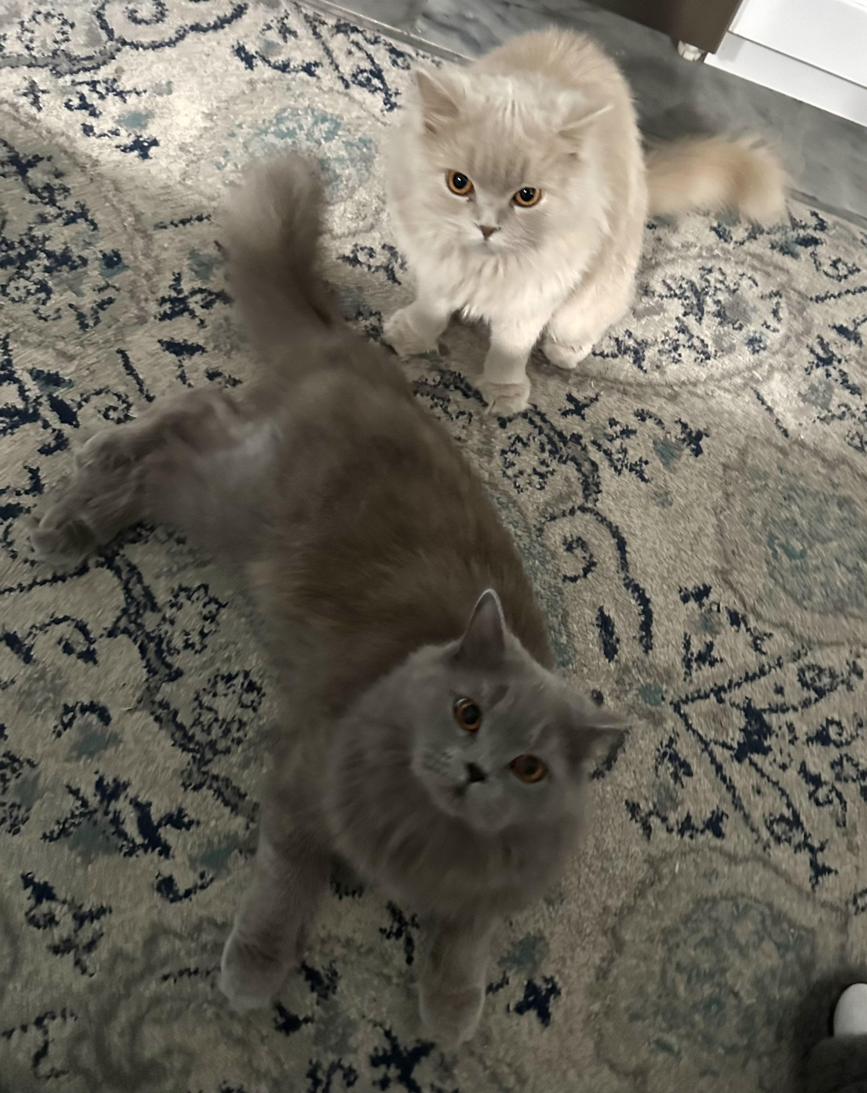 Nelly and Newman, Adoptable, Adult Male British Longhair.