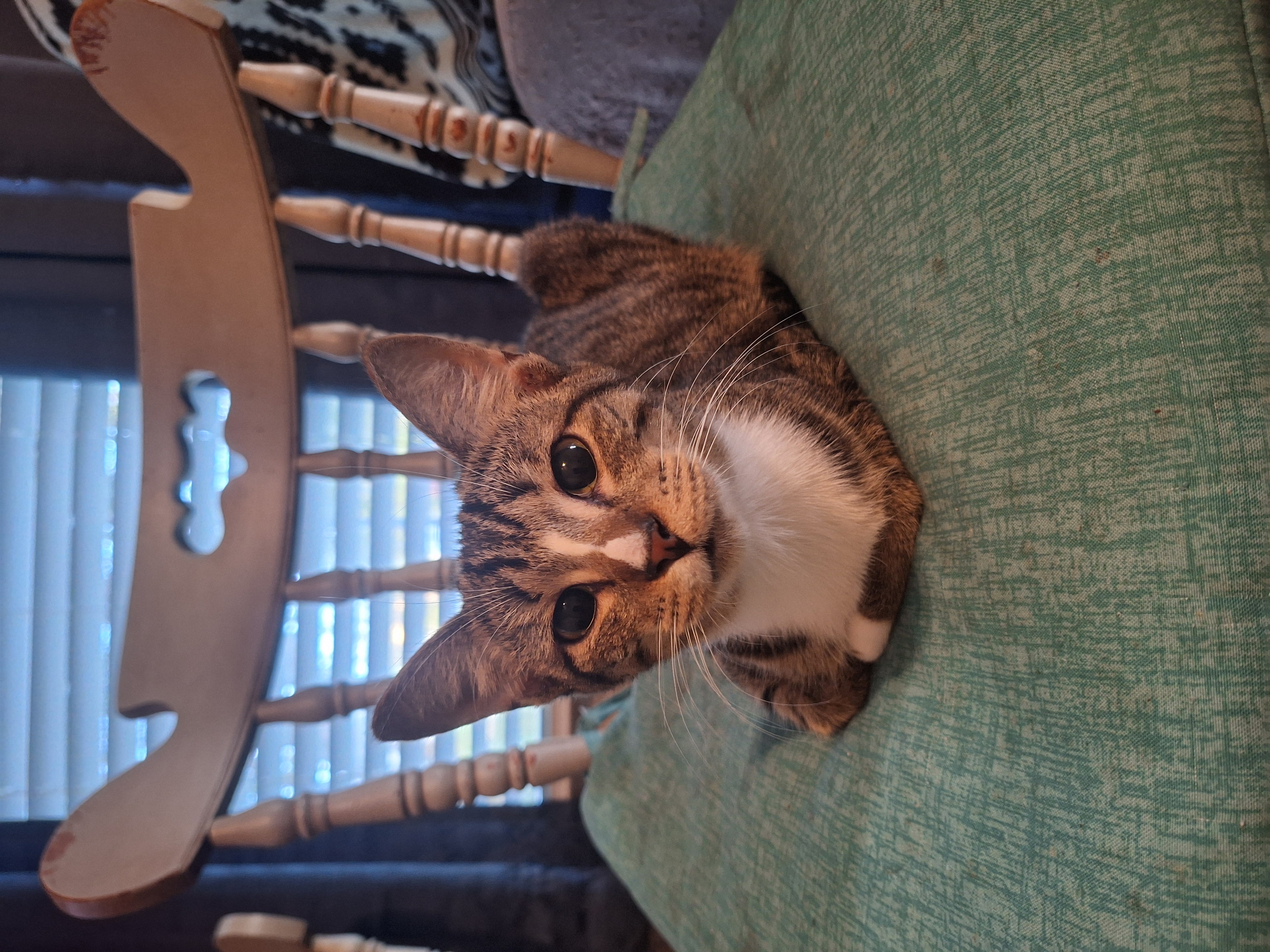 Tyson, Adoptable, Young Male American Shorthair.