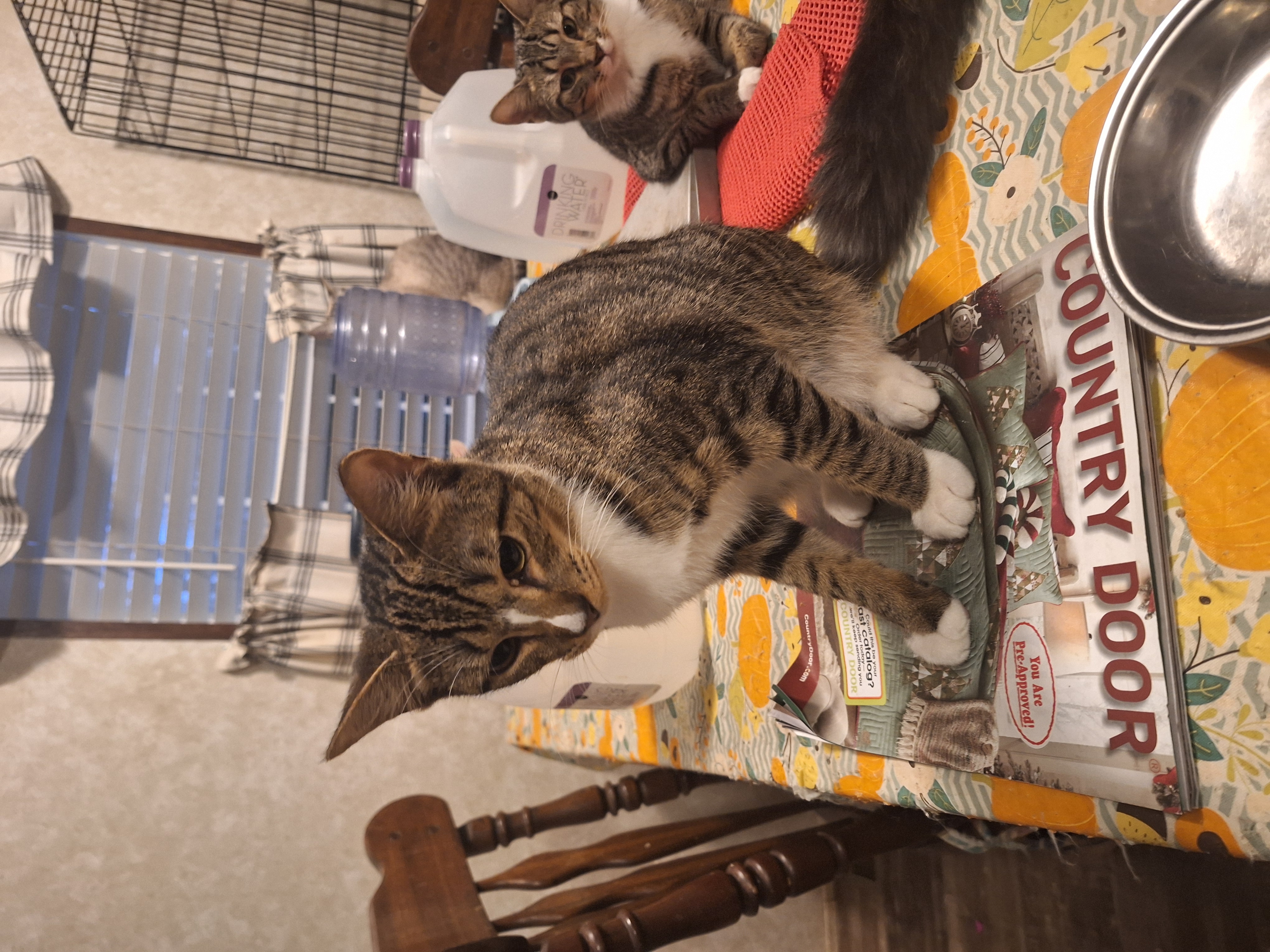 Tyson, a Adoptable American Shorthair in Polk city, FL image 2/3