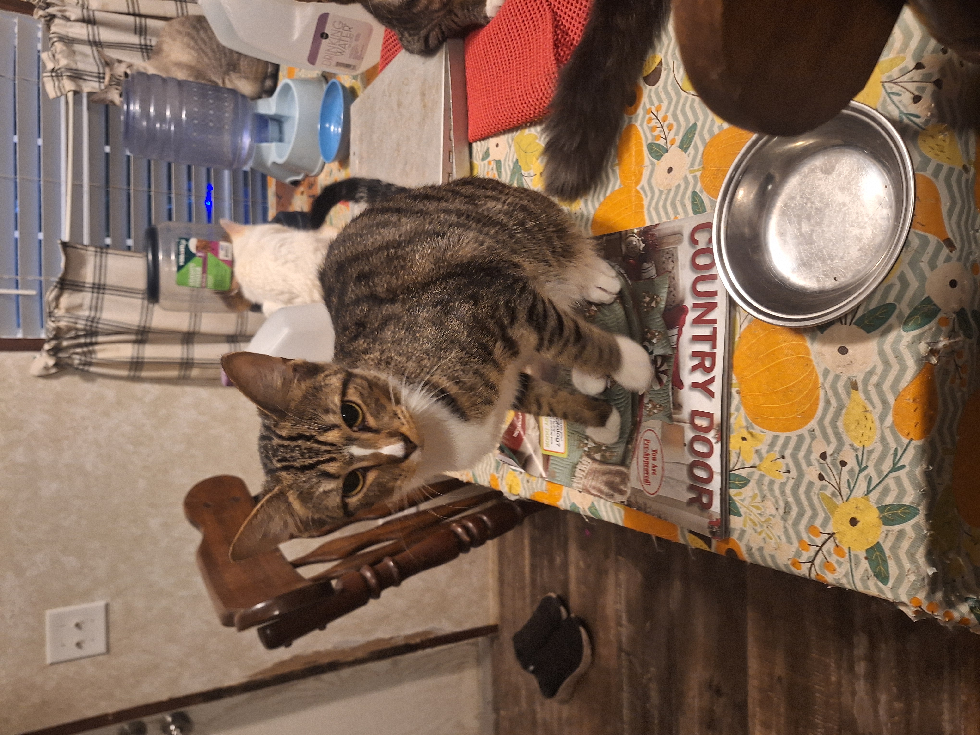 Tyson, a Adoptable American Shorthair in Polk city, FL image 3/3